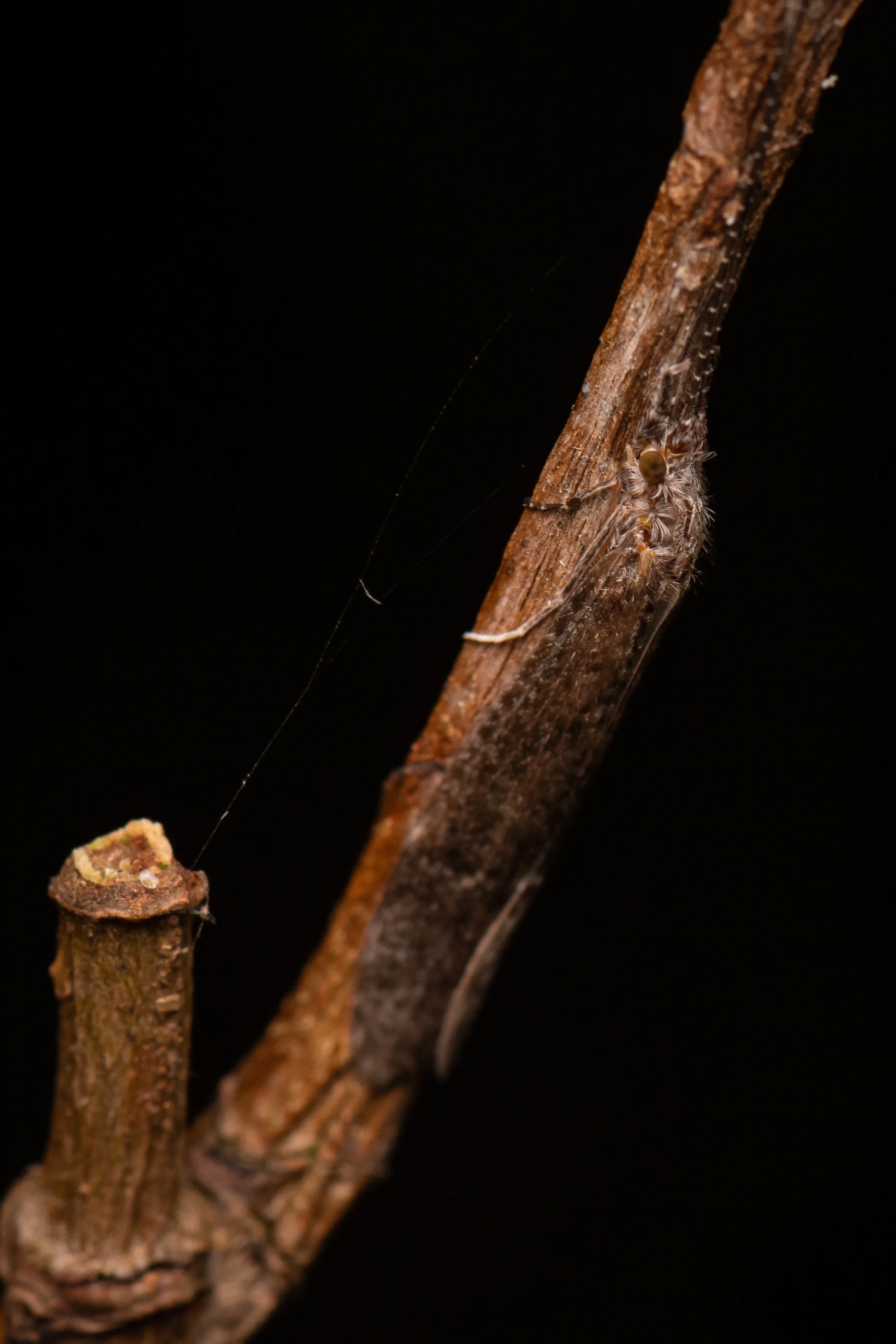 Trichoptera - 28.jpeg