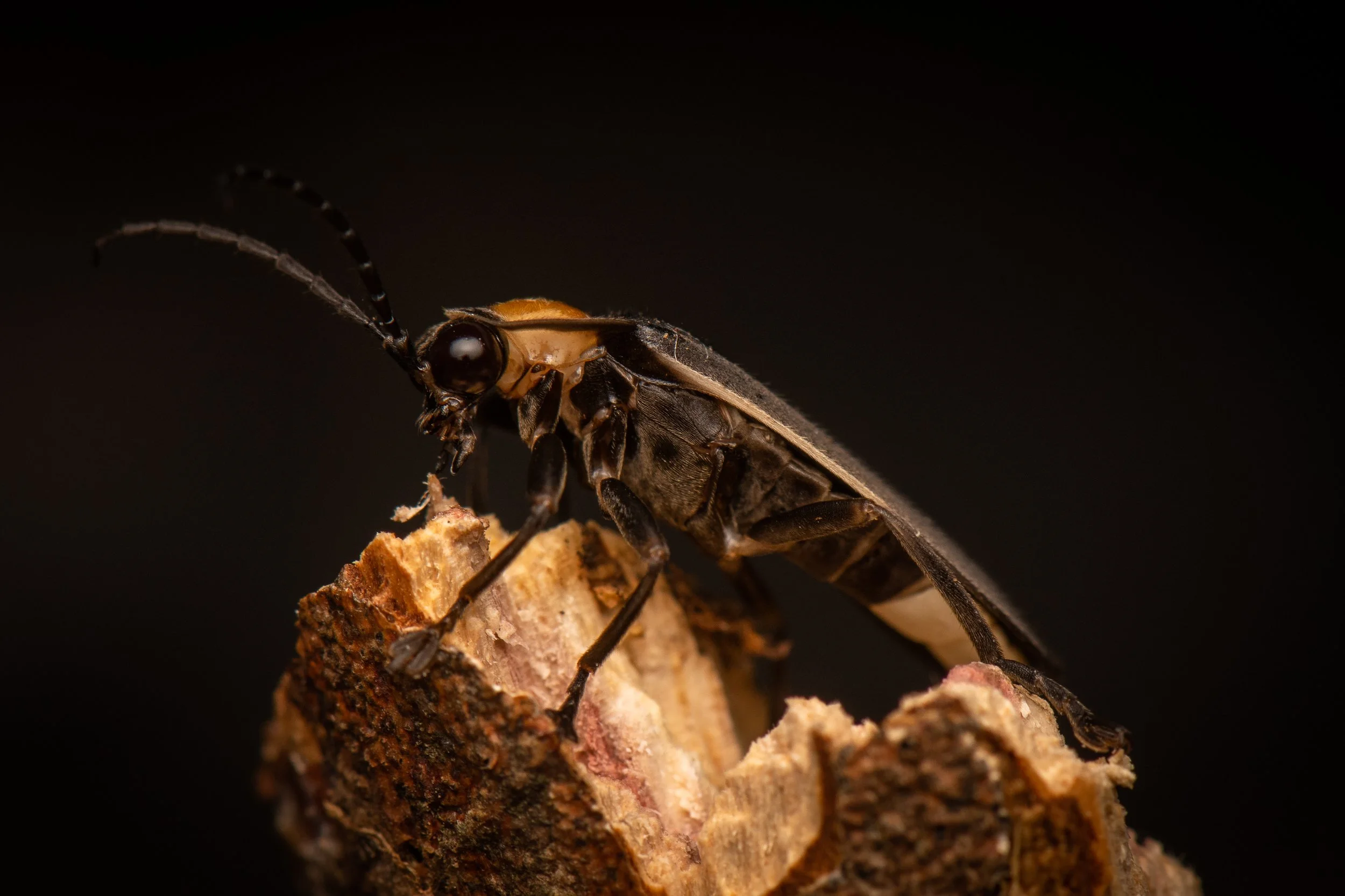 Coleoptera - 111.jpg