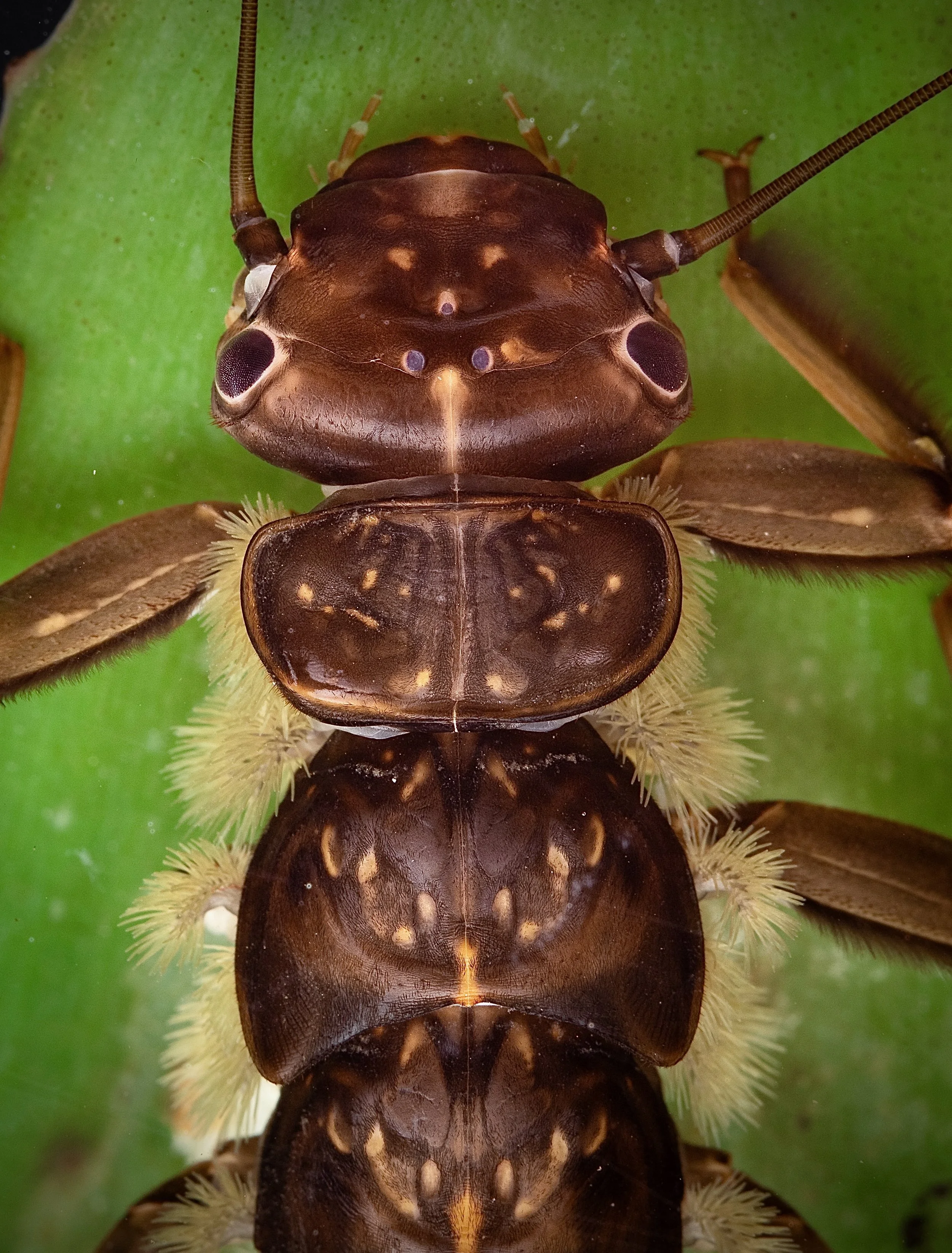 Plecoptera - 20.jpeg