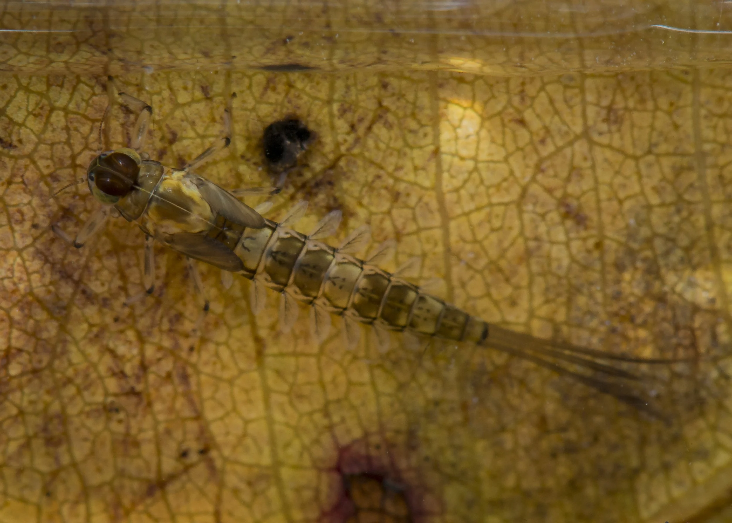 Ephemeroptera - 25.JPG