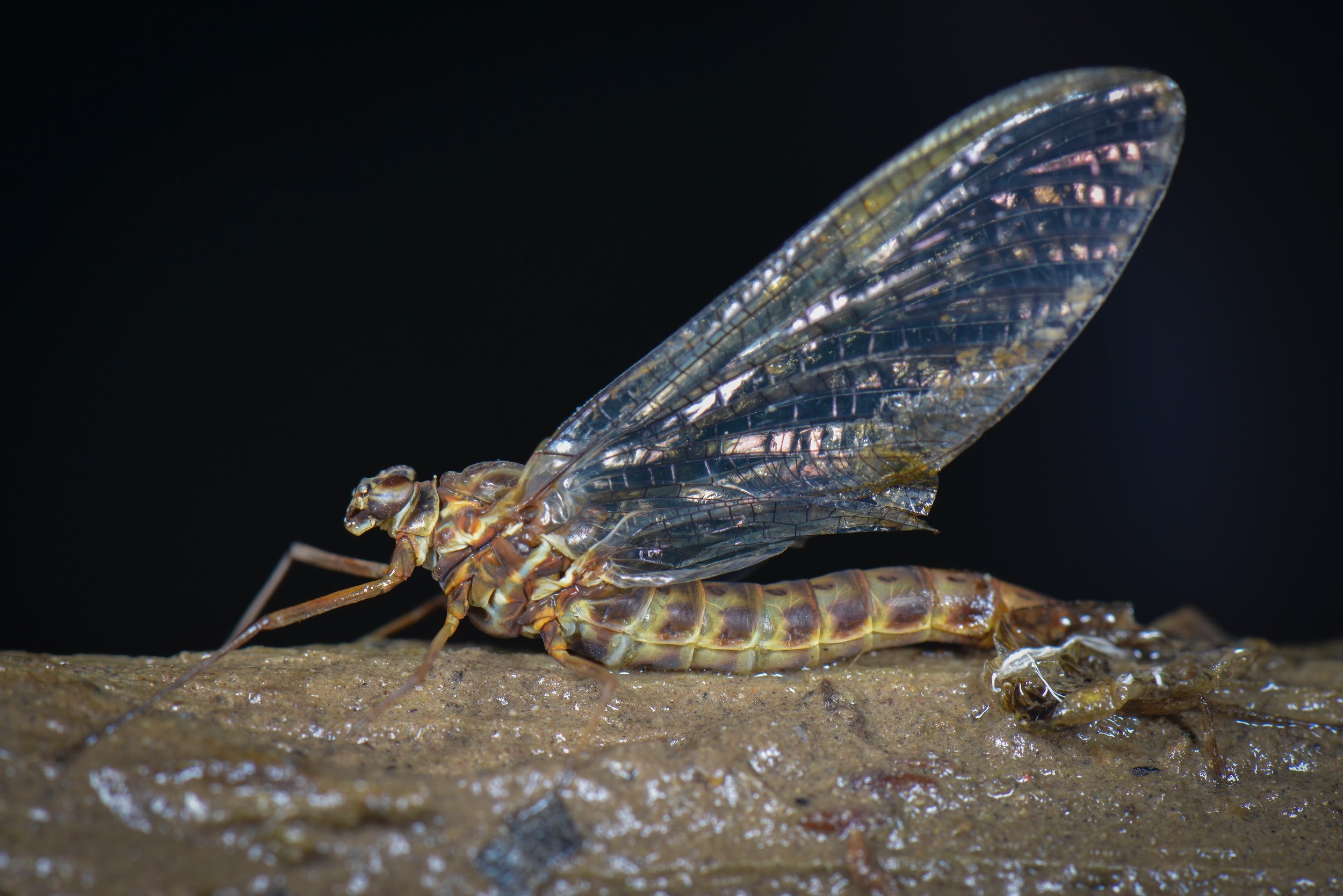 Siphlonuridae - 1.jpeg