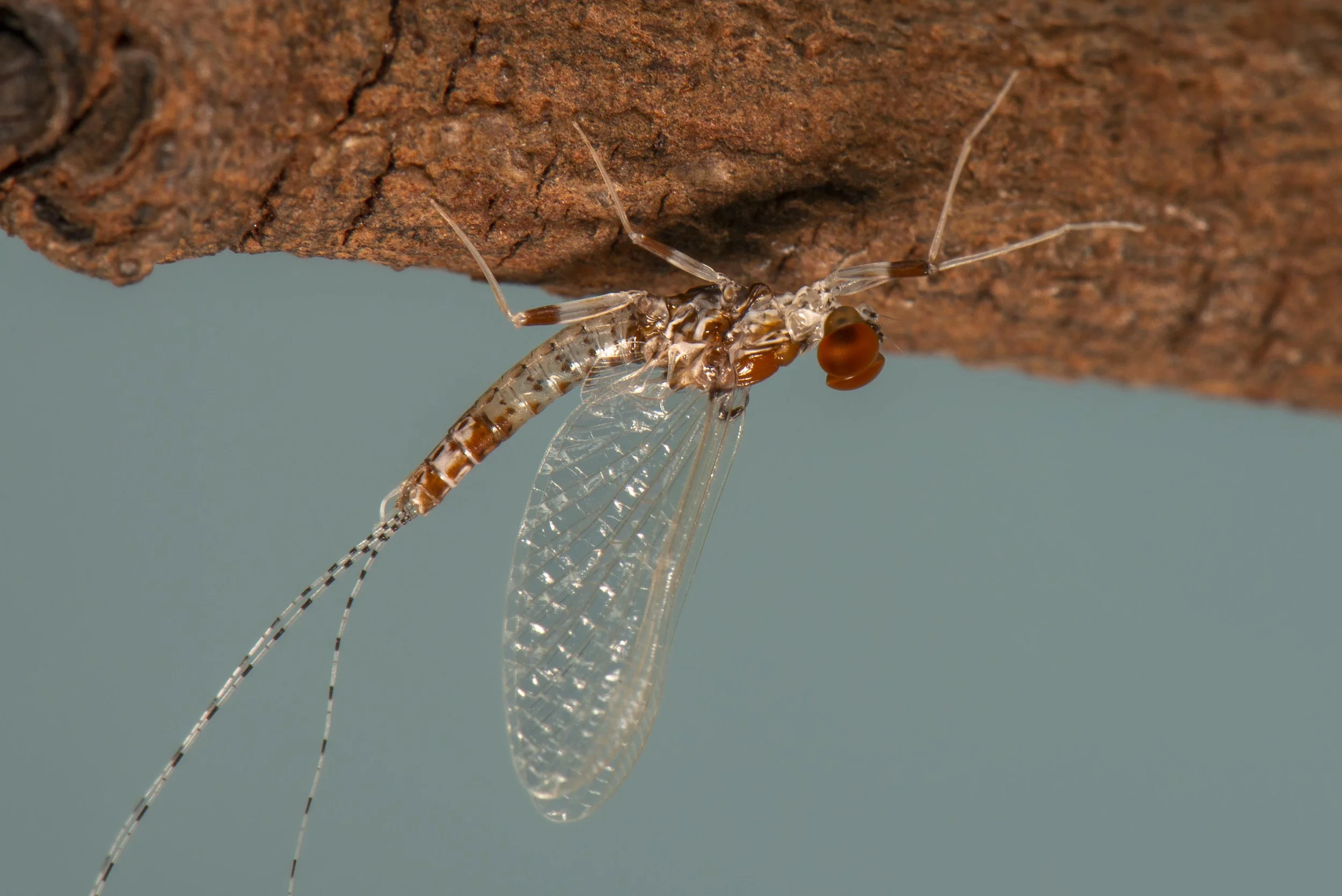 Ephemeroptera - 33.jpg