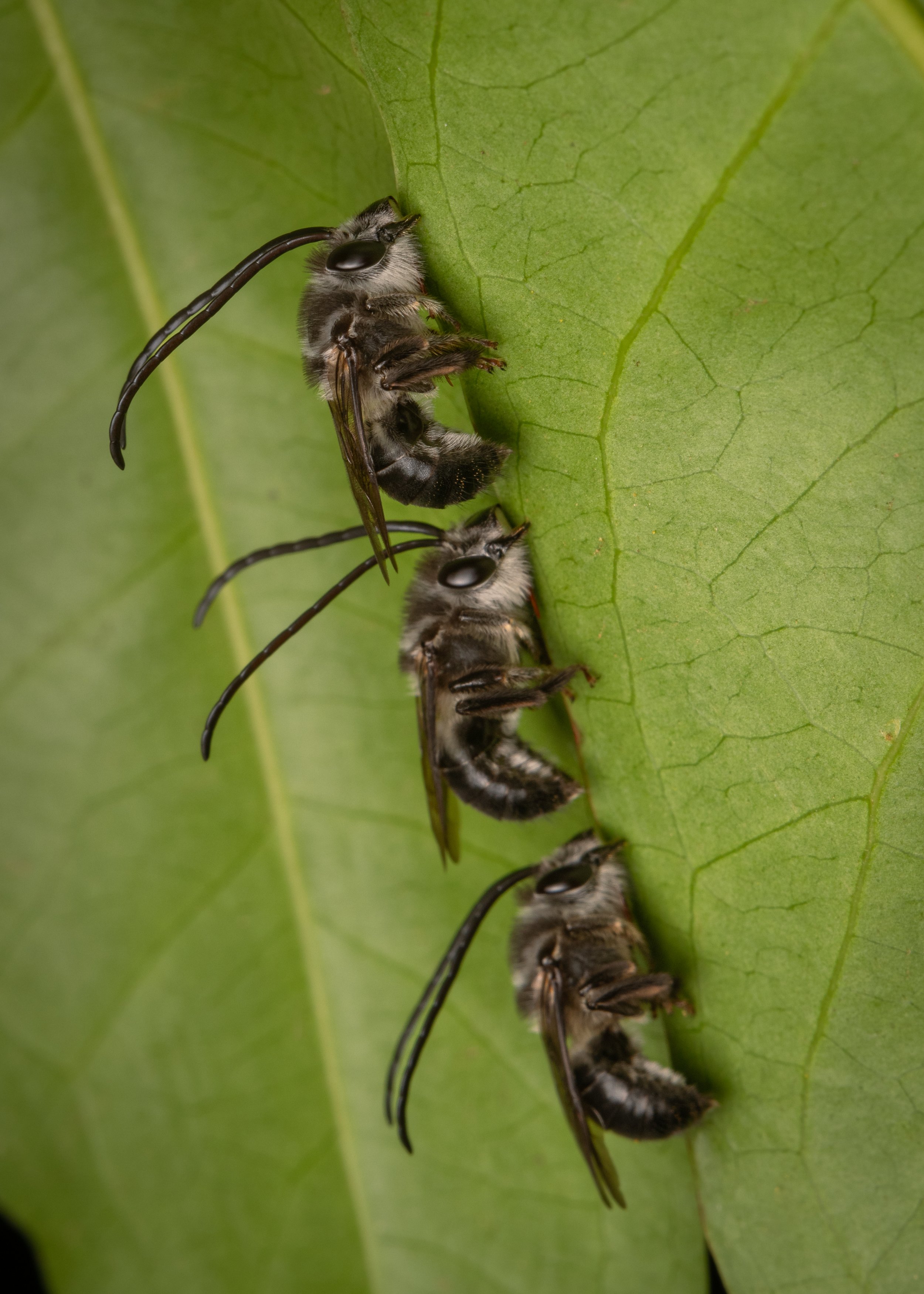 Hymenoptera - 22.jpg