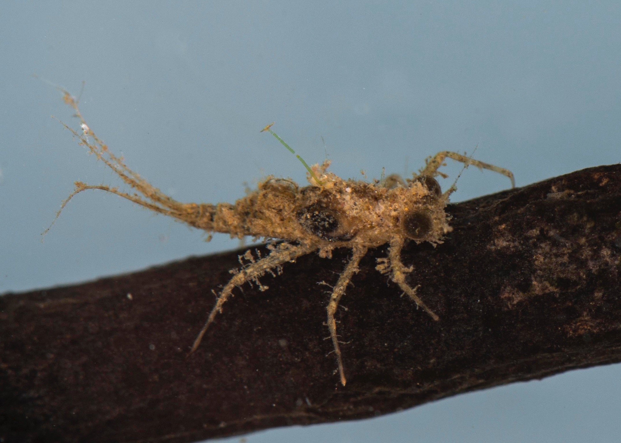 Coryphoridae - 2.jpeg