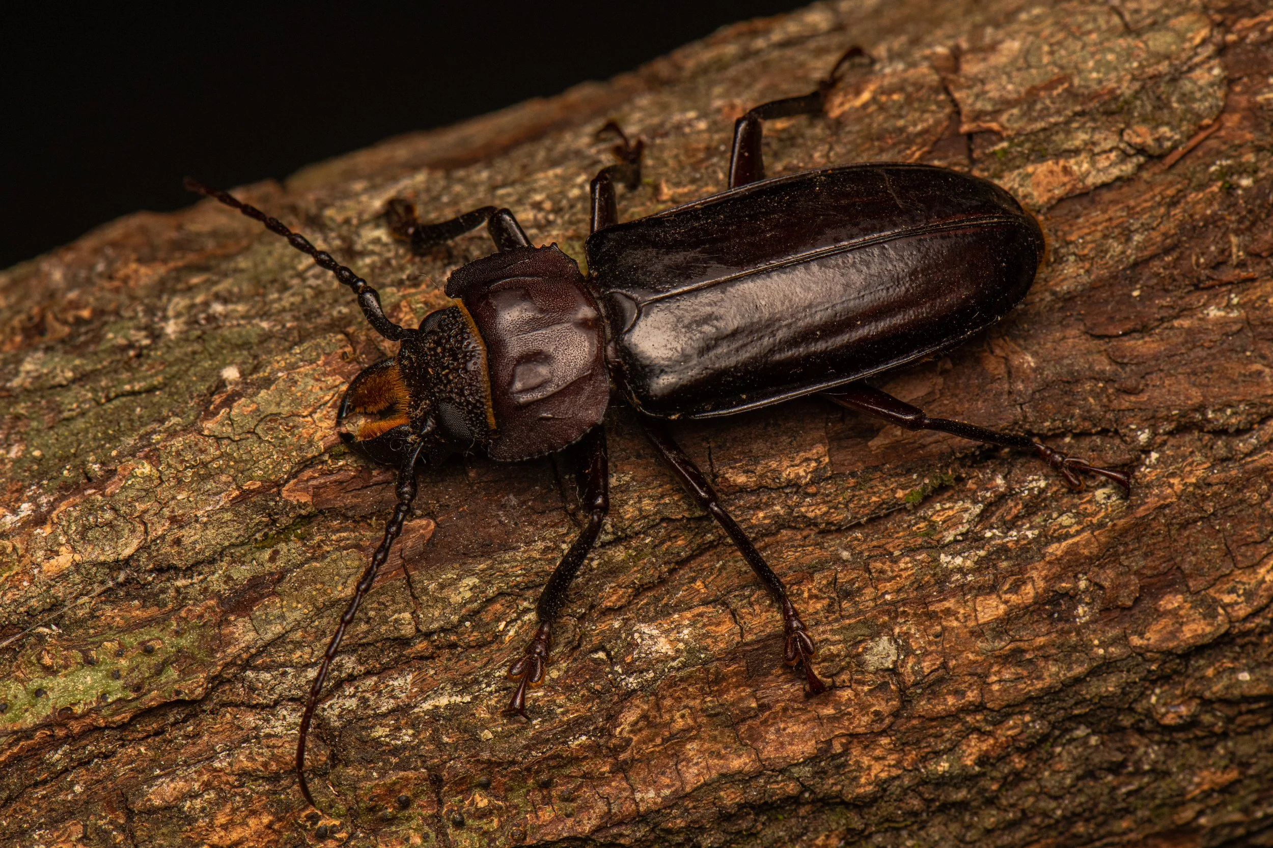 Coleoptera - 116.jpg