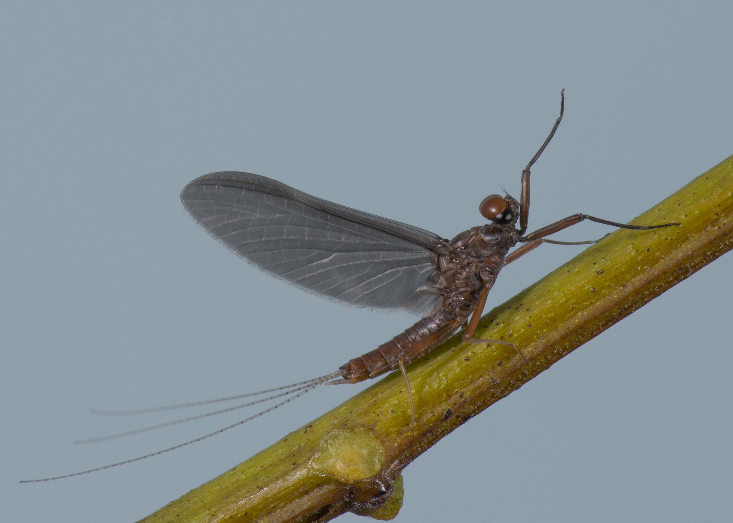 Ephemeroptera - 23.JPG