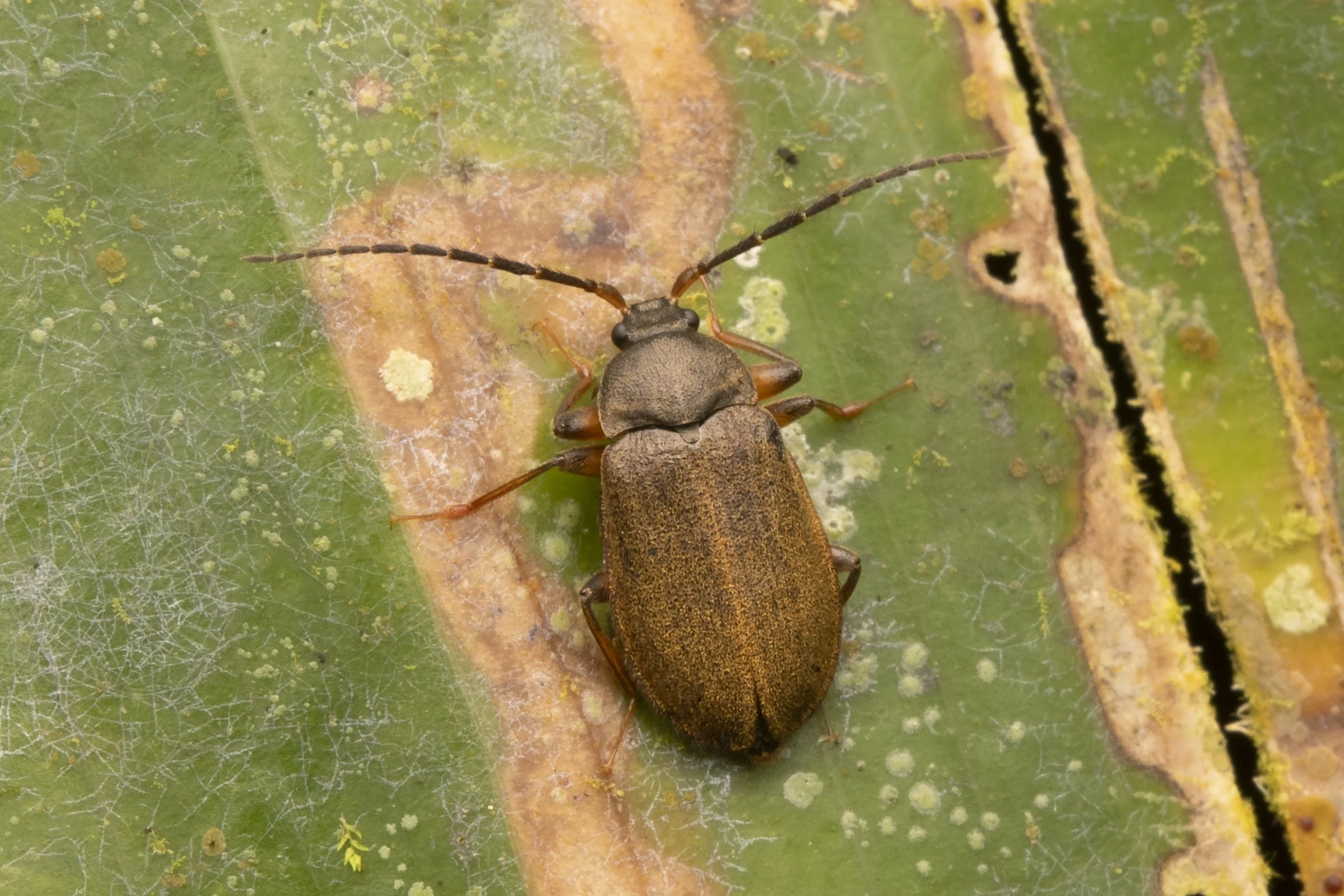 Coleoptera - 45.jpg