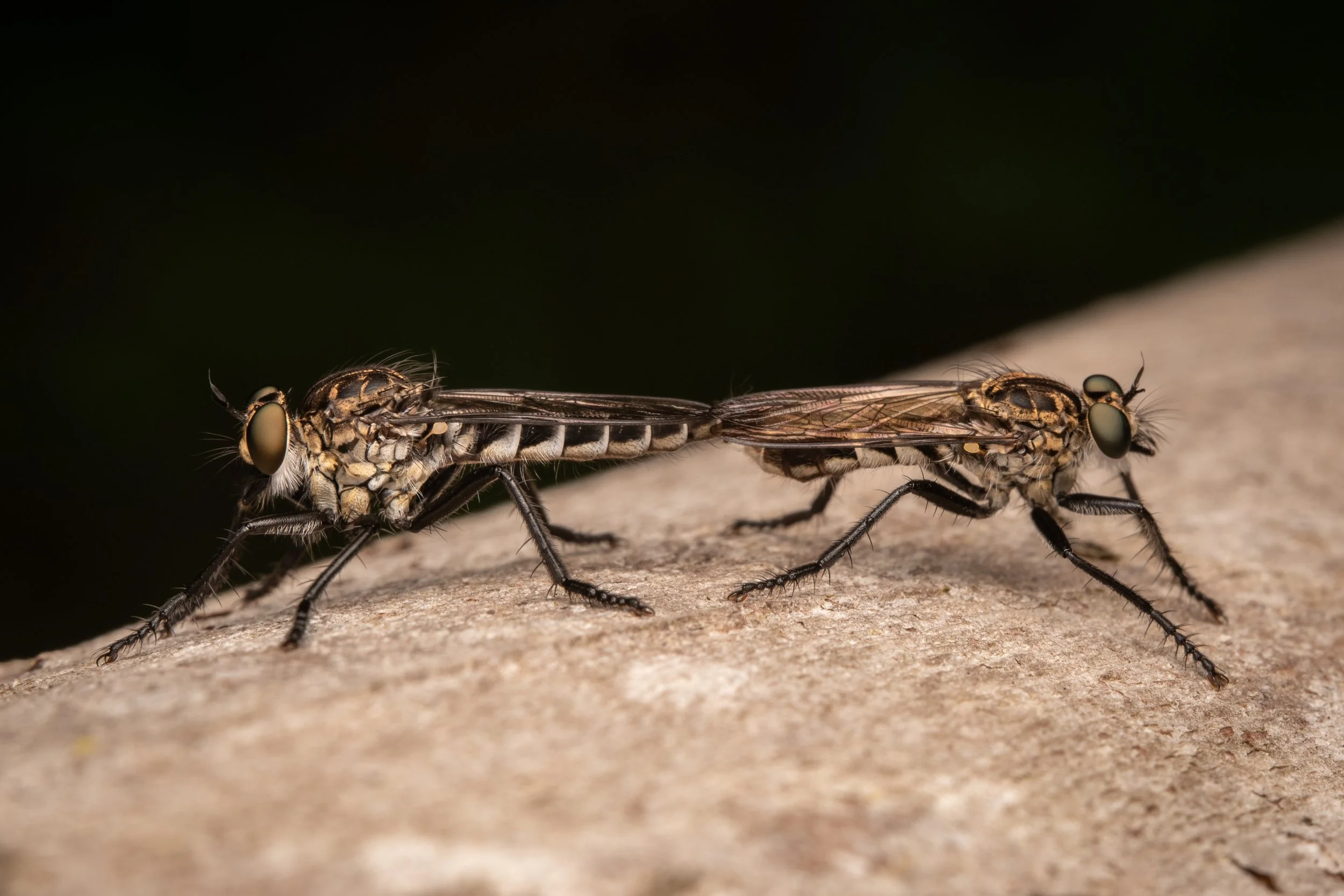Diptera - 6.jpg