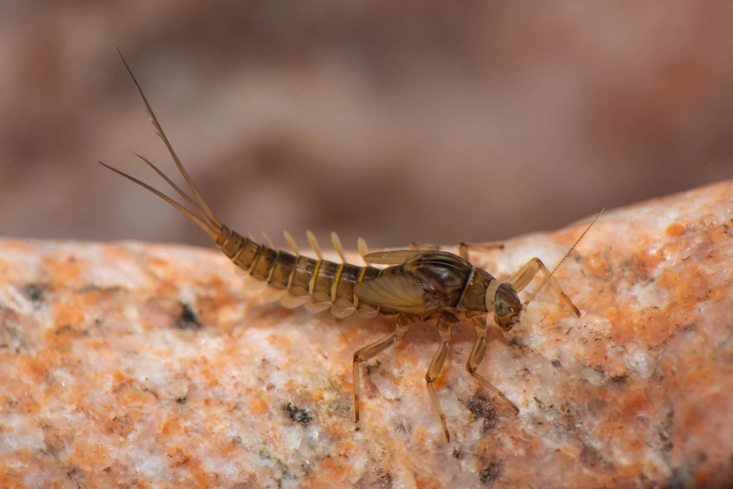 Baetidae - 20 (1).jpeg