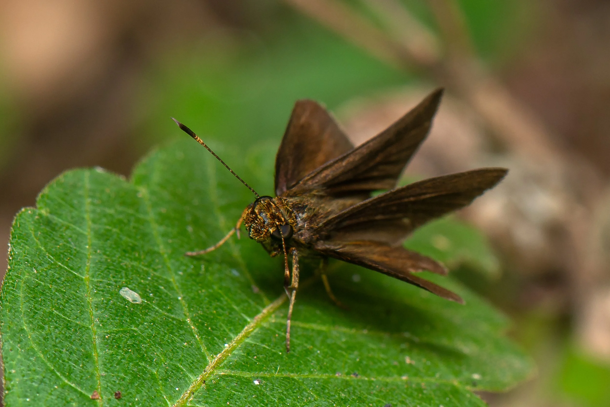 Lepidoptera - 57.jpg