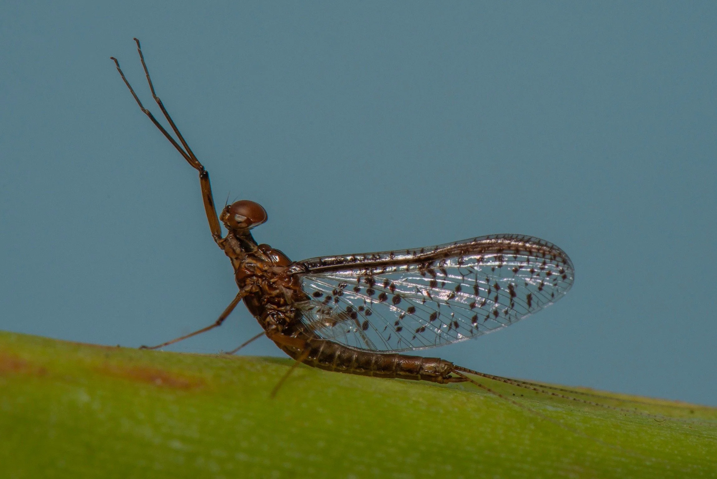 Leptophlebiidae - 26.jpeg