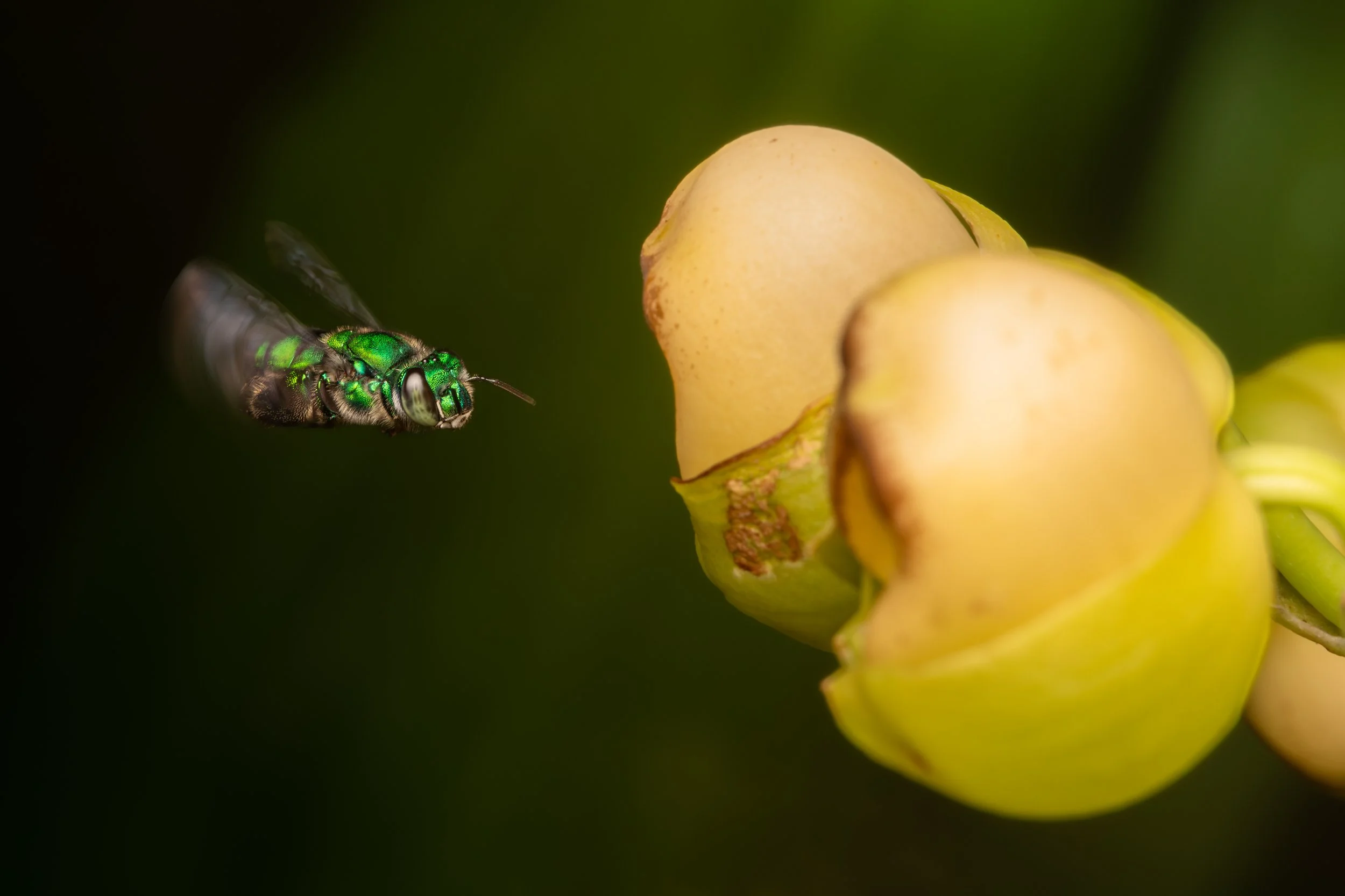 Hymenoptera - 17.jpg