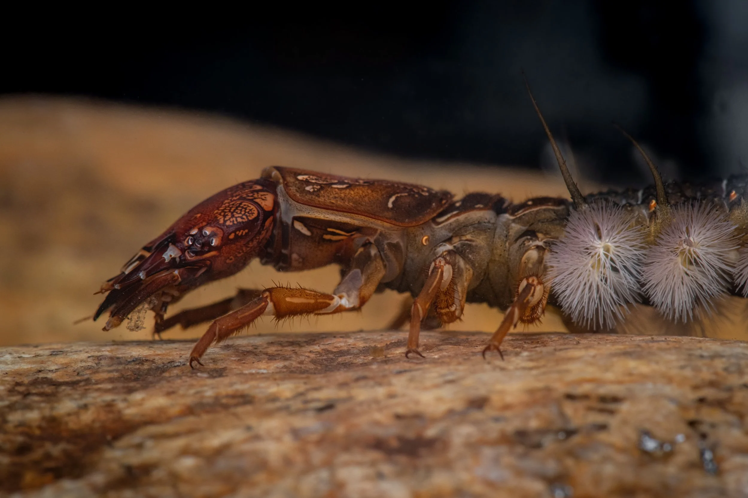 Megaloptera - 12.jpg