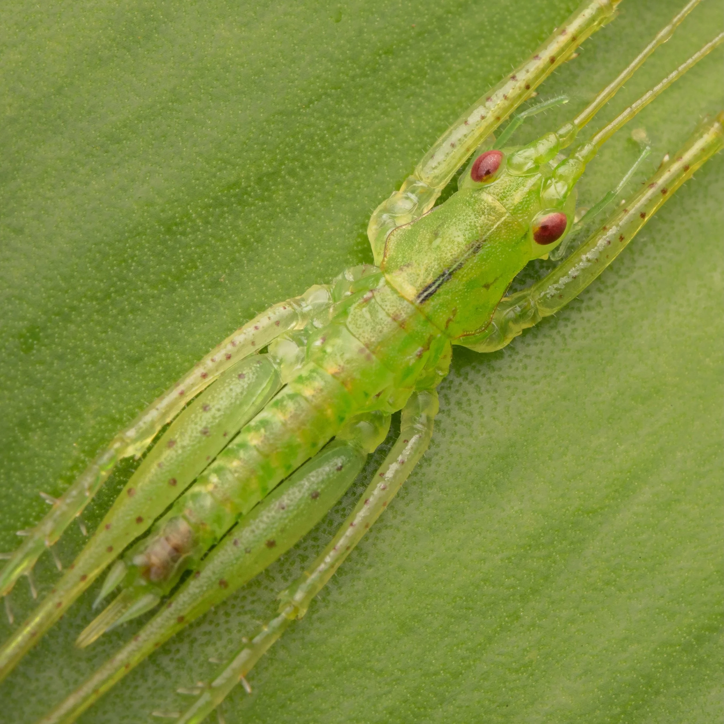 Orthoptera - 32.jpeg