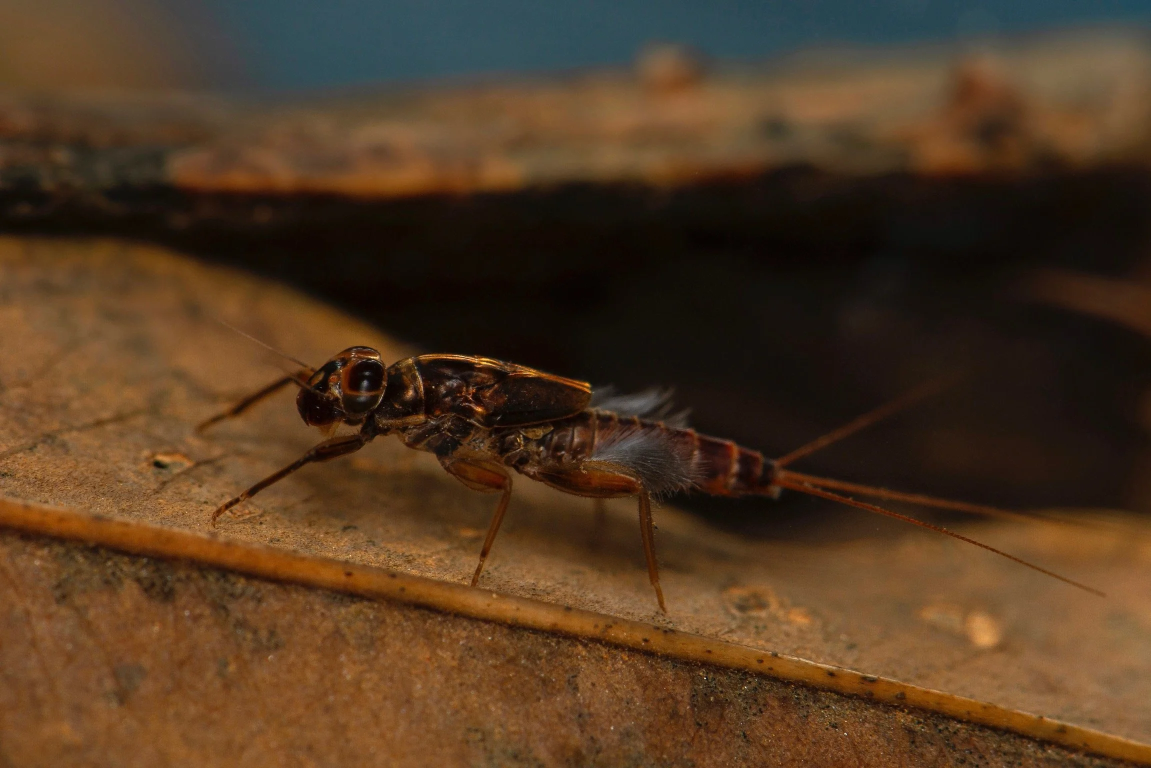 Leptophlebiidae - 40.jpeg