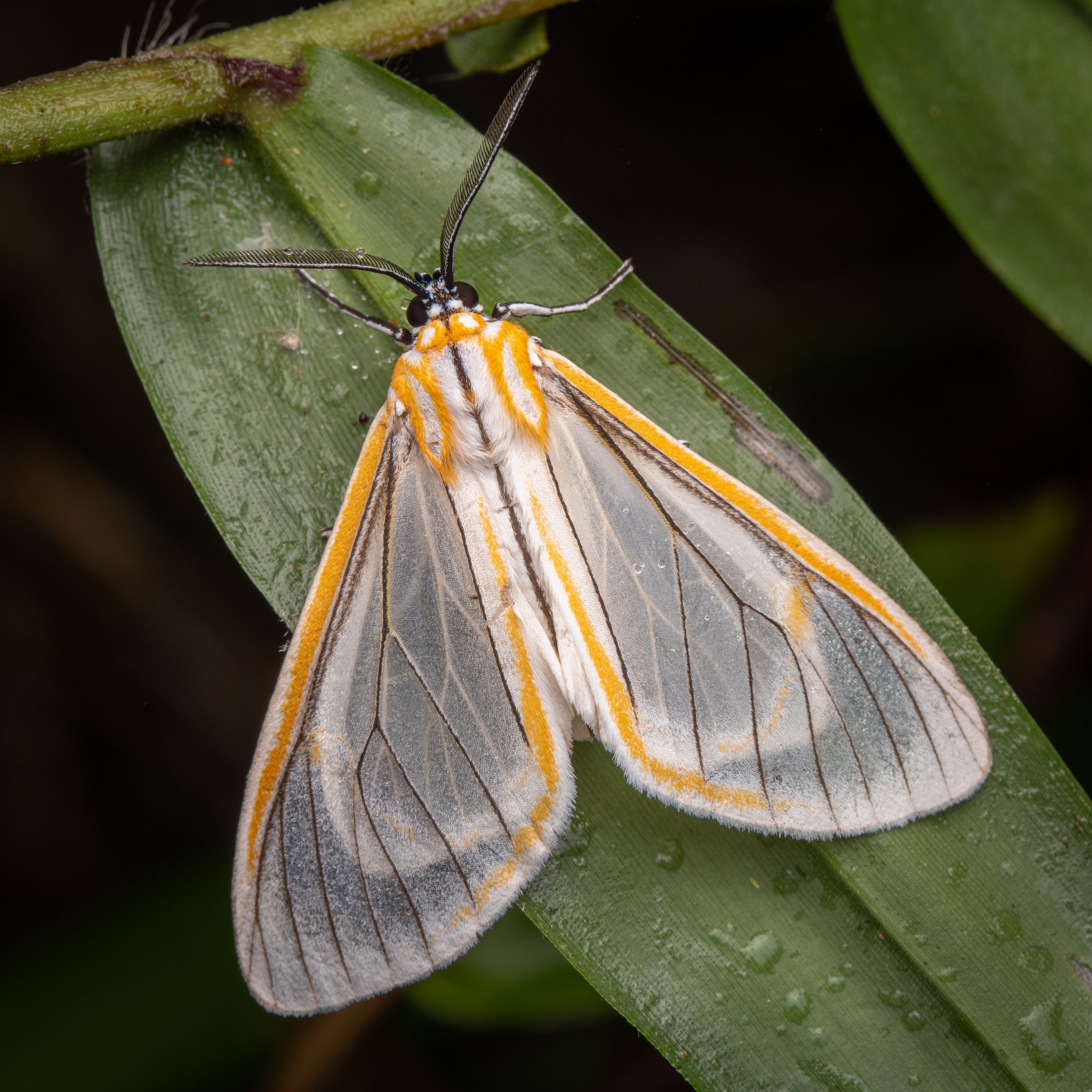 Lepidoptera - 28.jpg