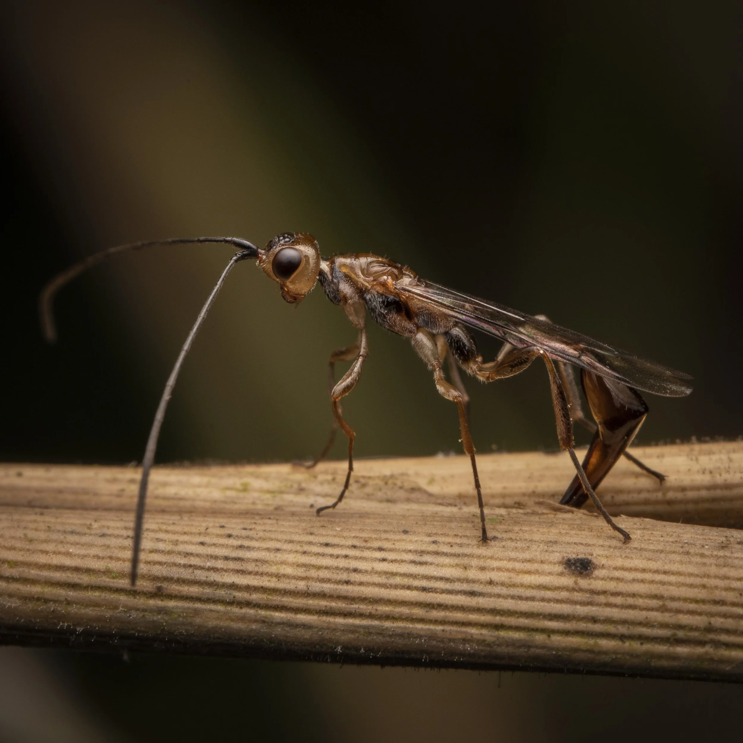 Hymenoptera - 24.jpg