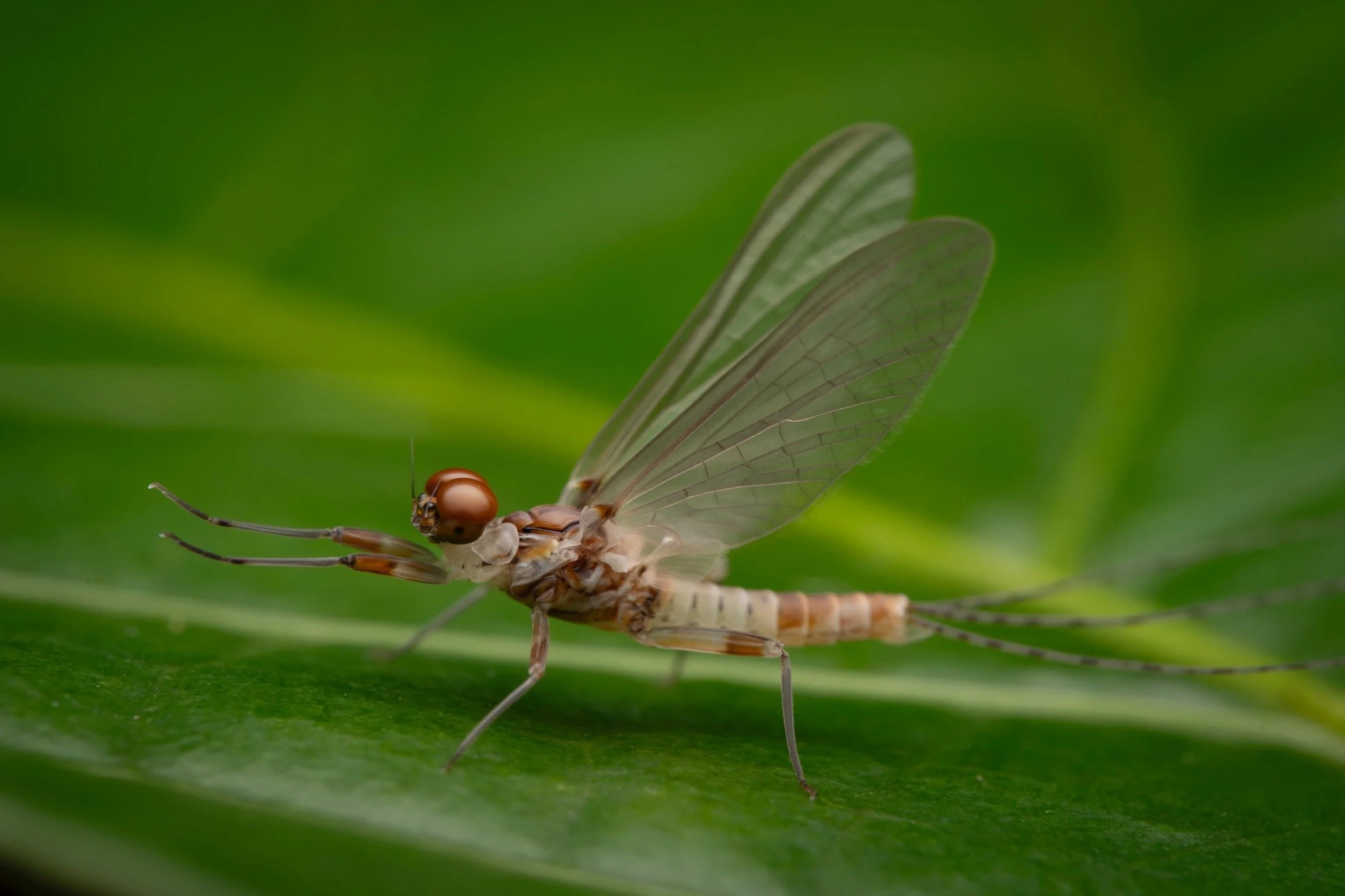 Leptophlebiidae - 78.jpeg