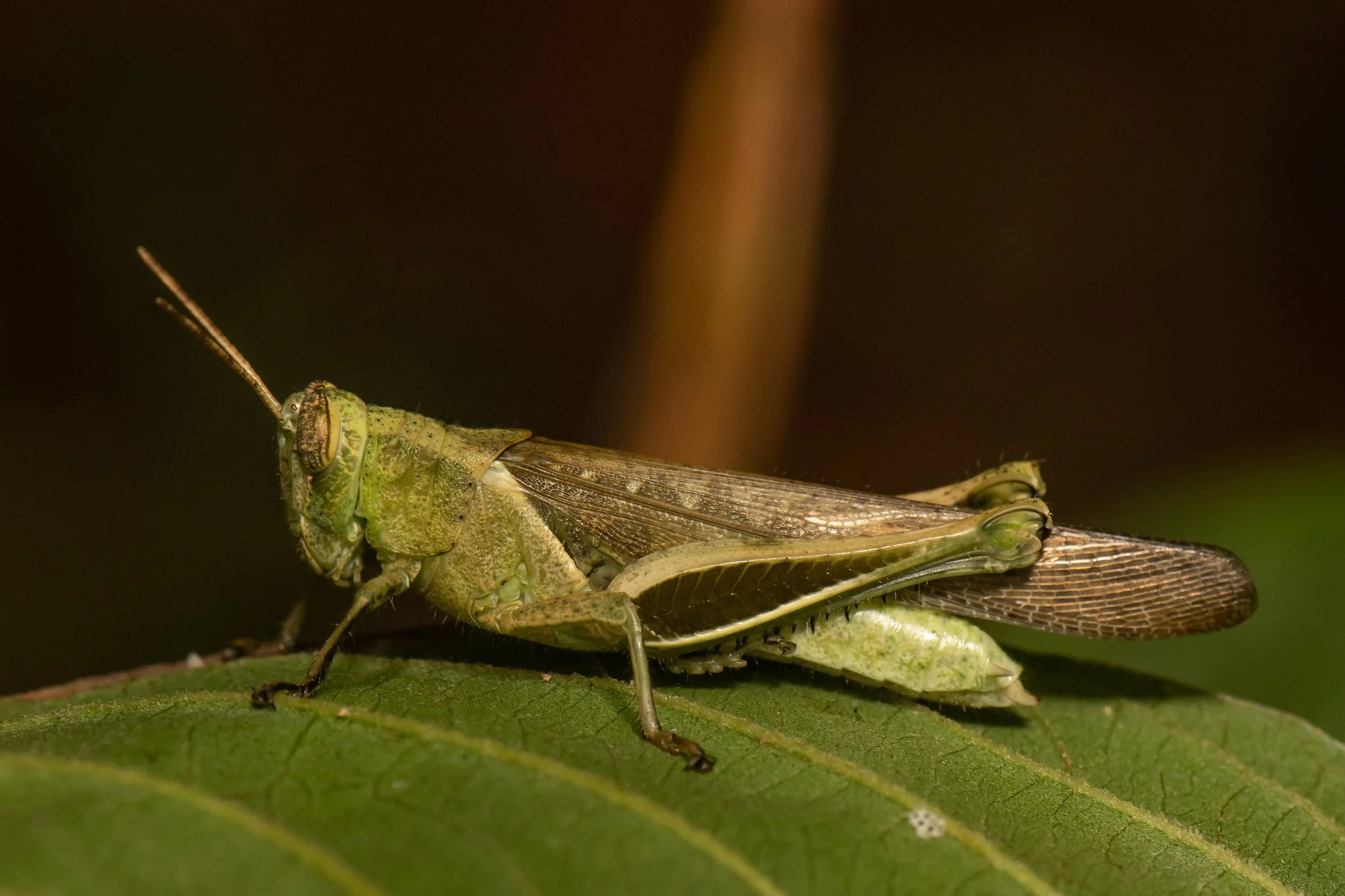 Orthoptera - 82.jpeg