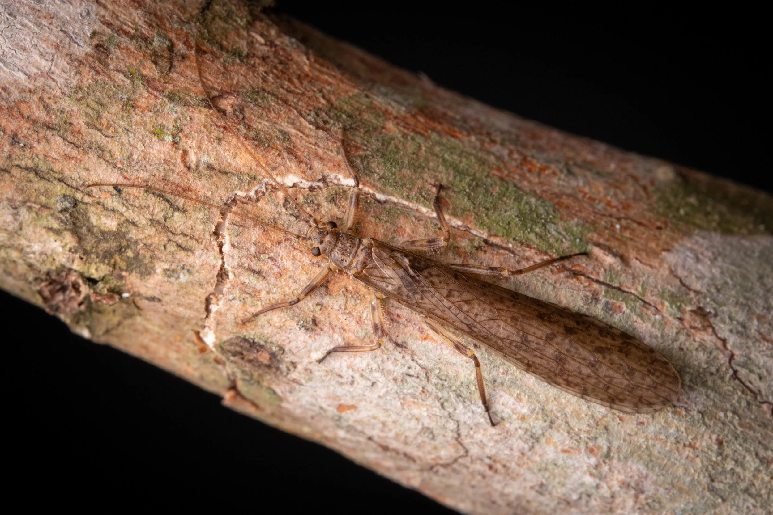 Plecoptera - 54.jpeg