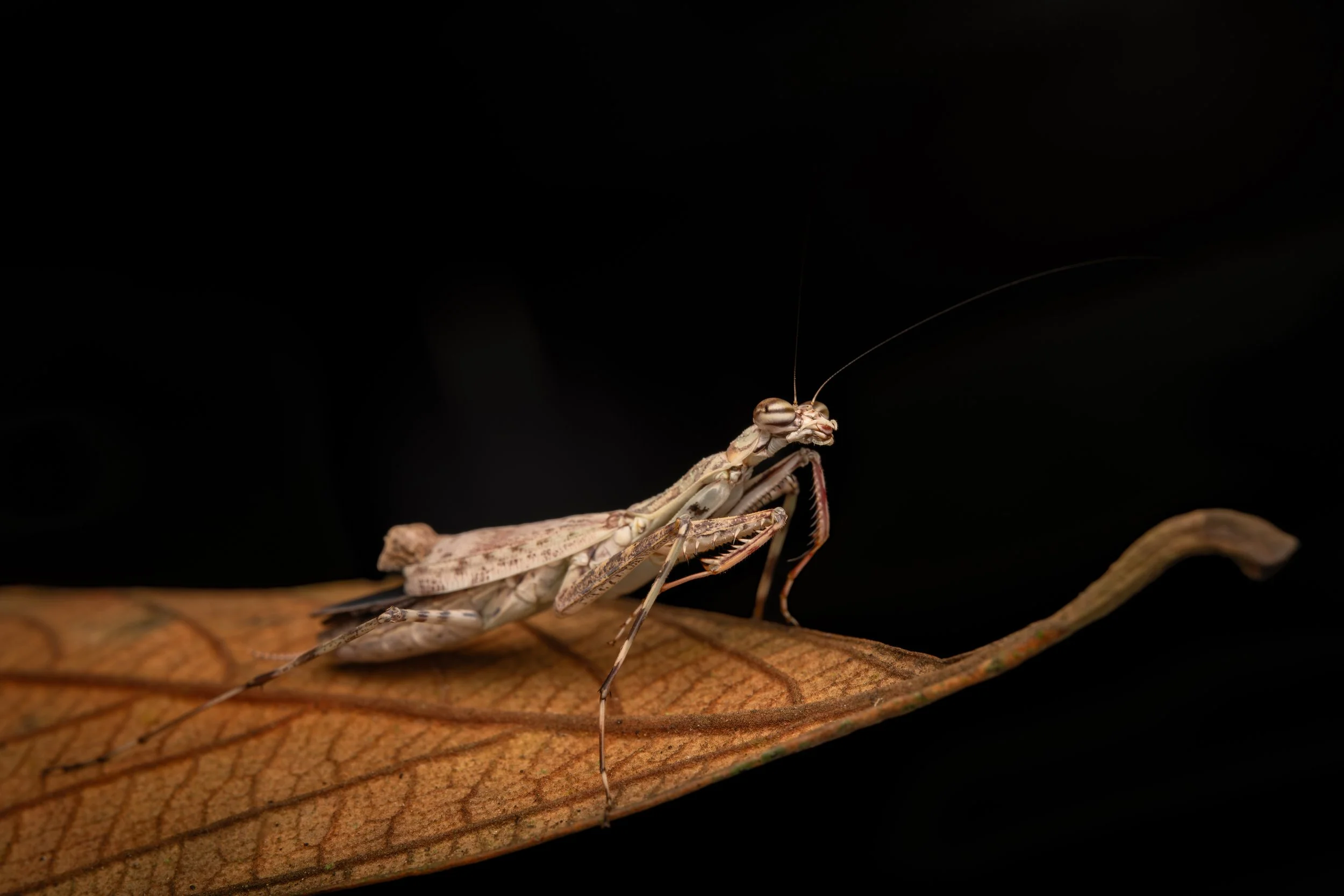 Mantodea - 4.jpg
