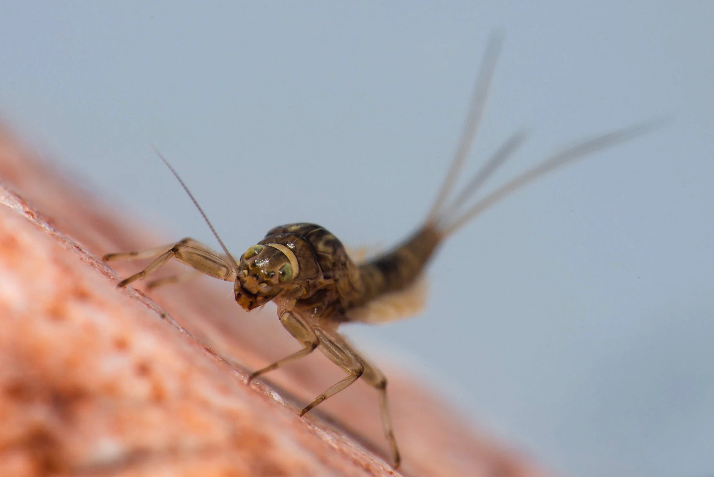 Baetidae - 27 (1).jpeg