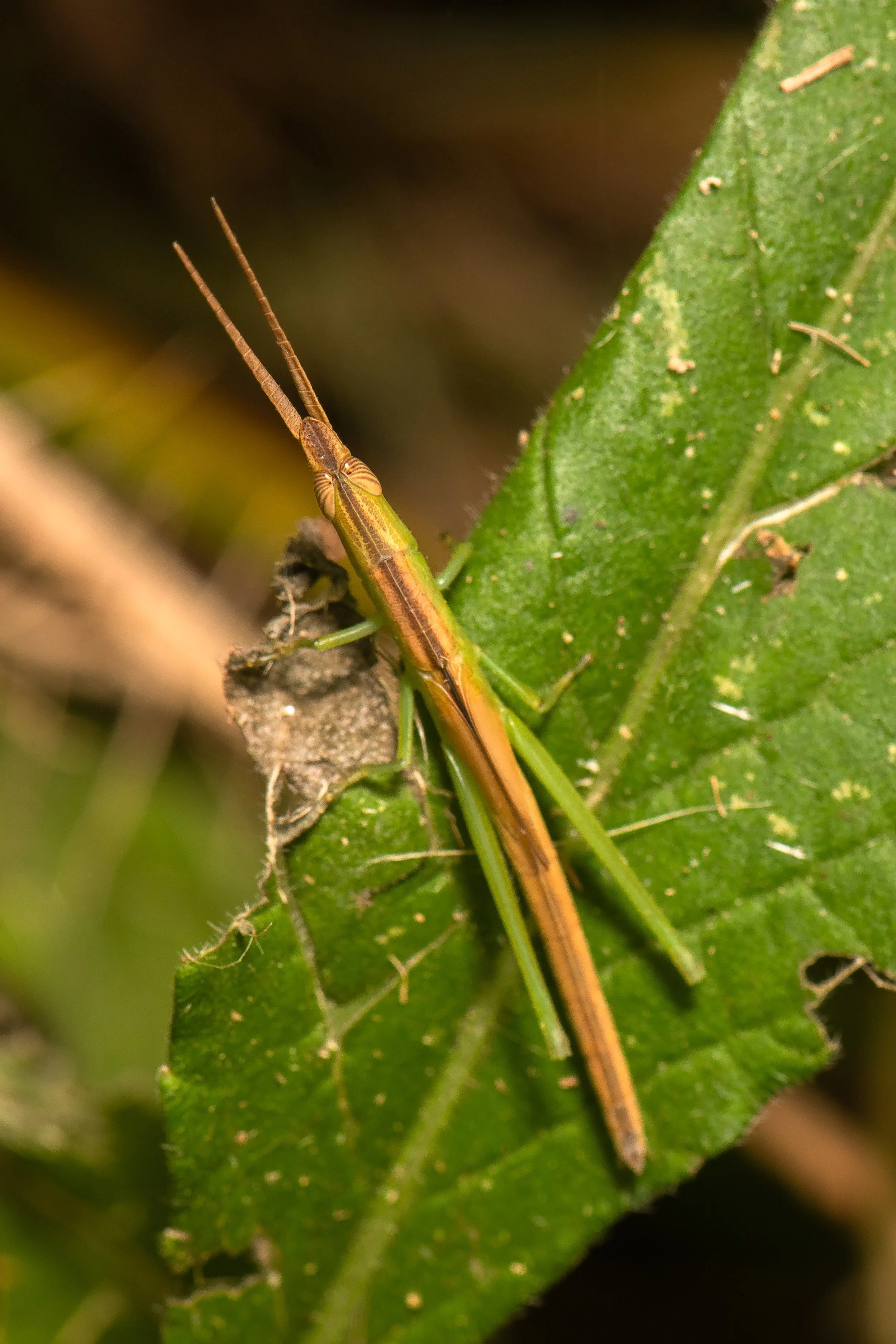 Orthoptera - 73.jpeg