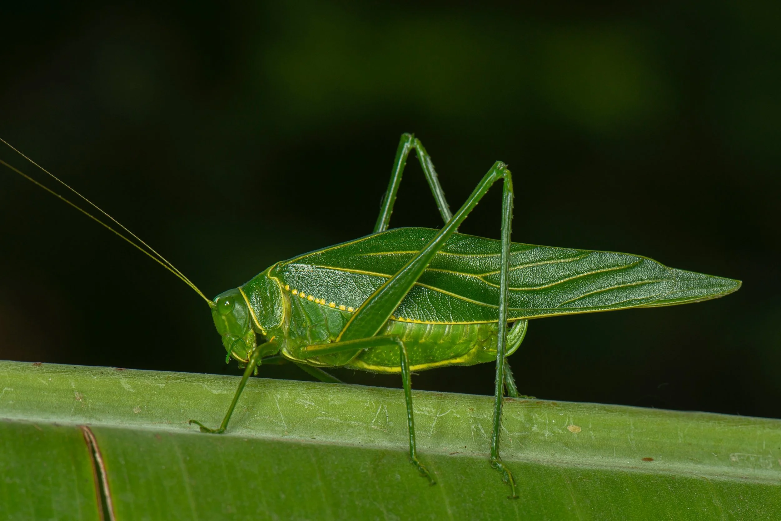 Orthoptera - 91.jpeg