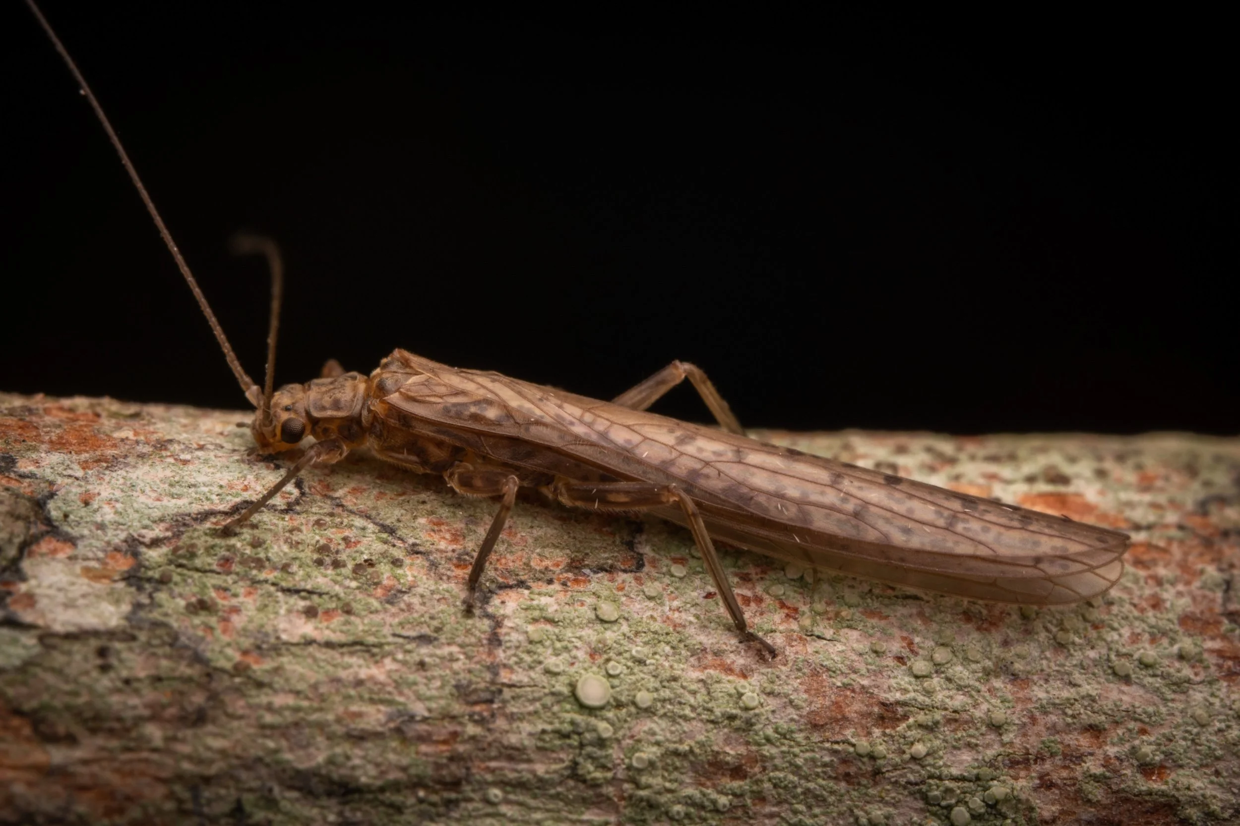 Plecoptera - 69.jpeg