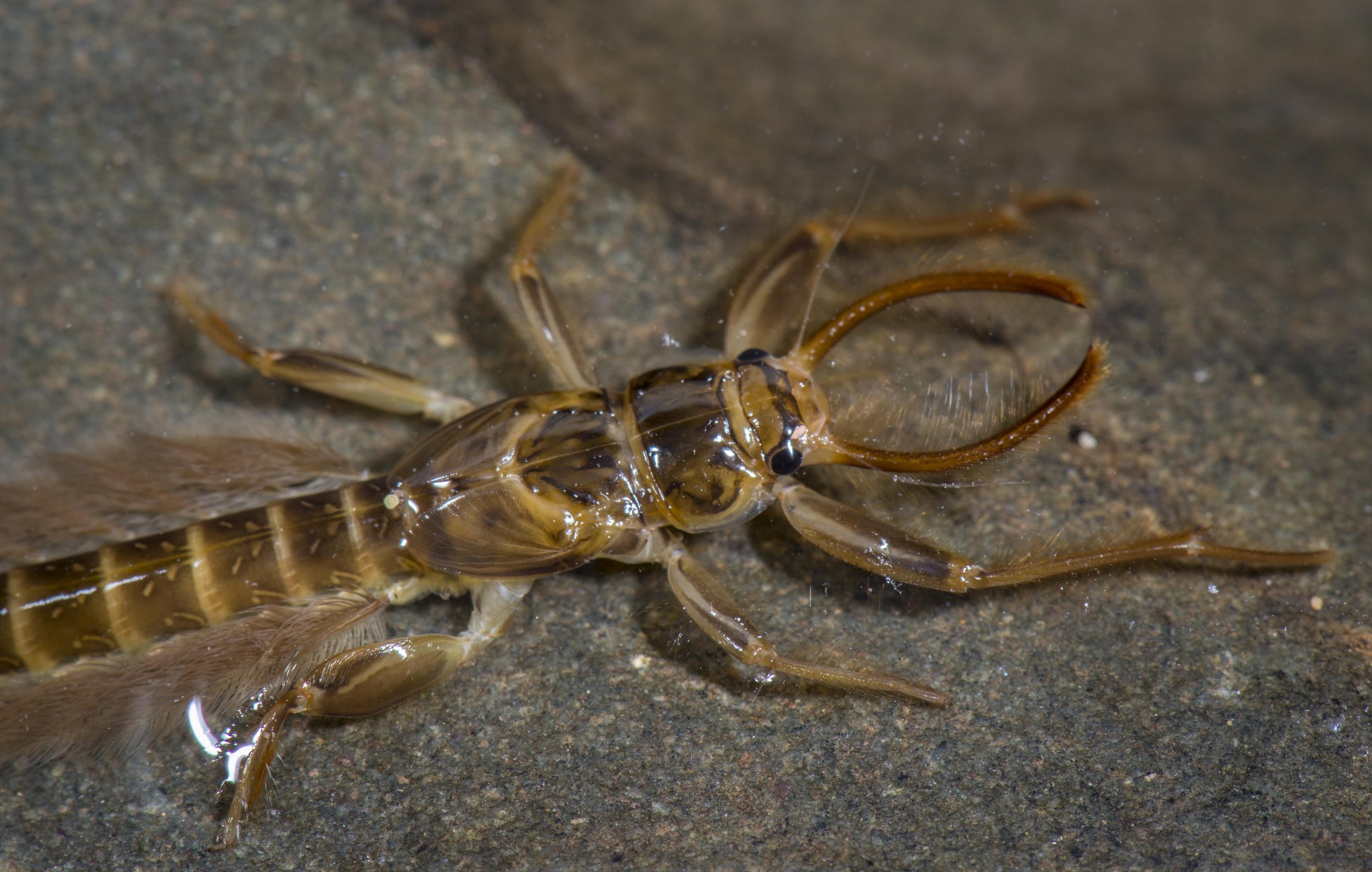 Ephemeroptera - 46.jpg