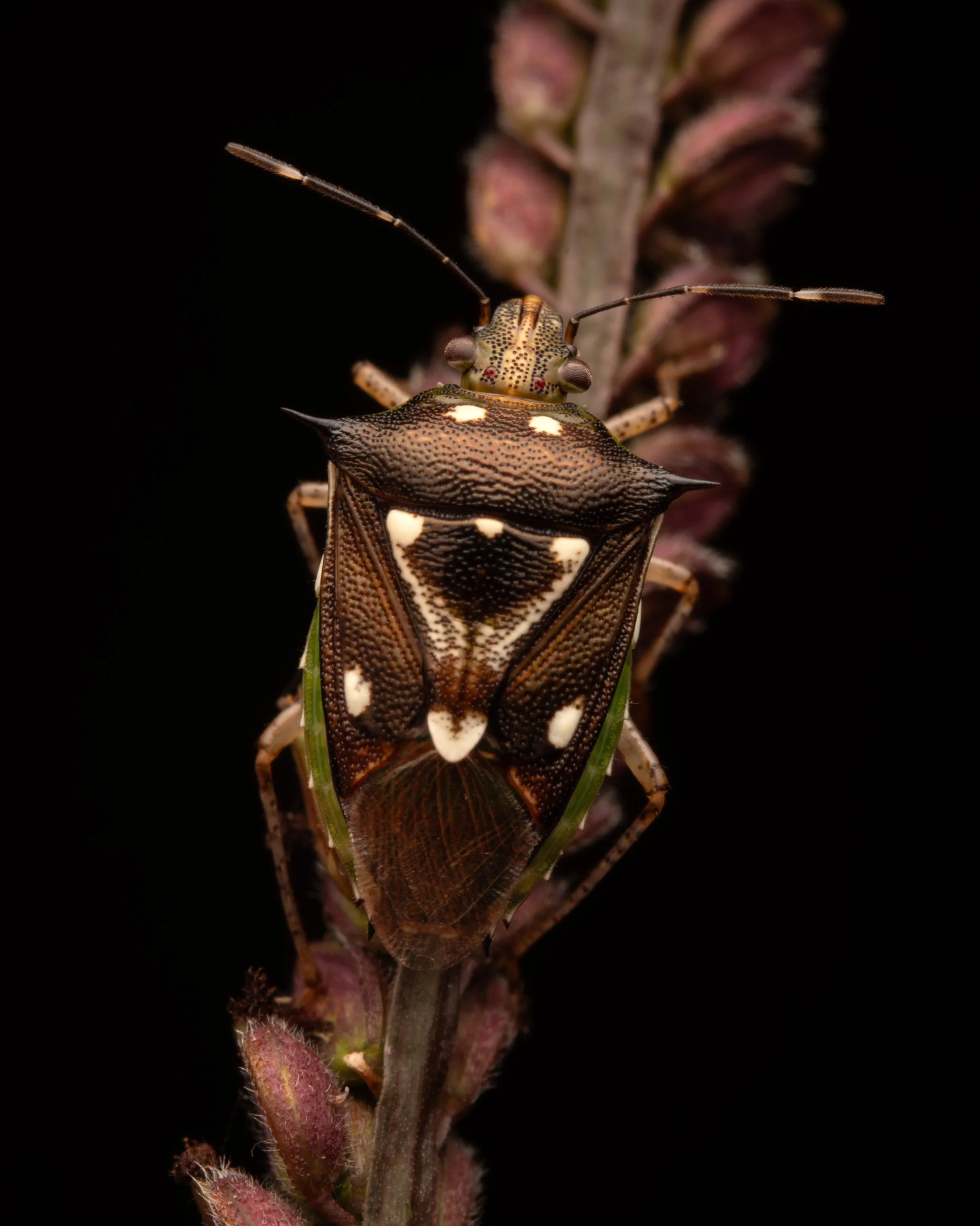 Hemiptera - 61.jpg