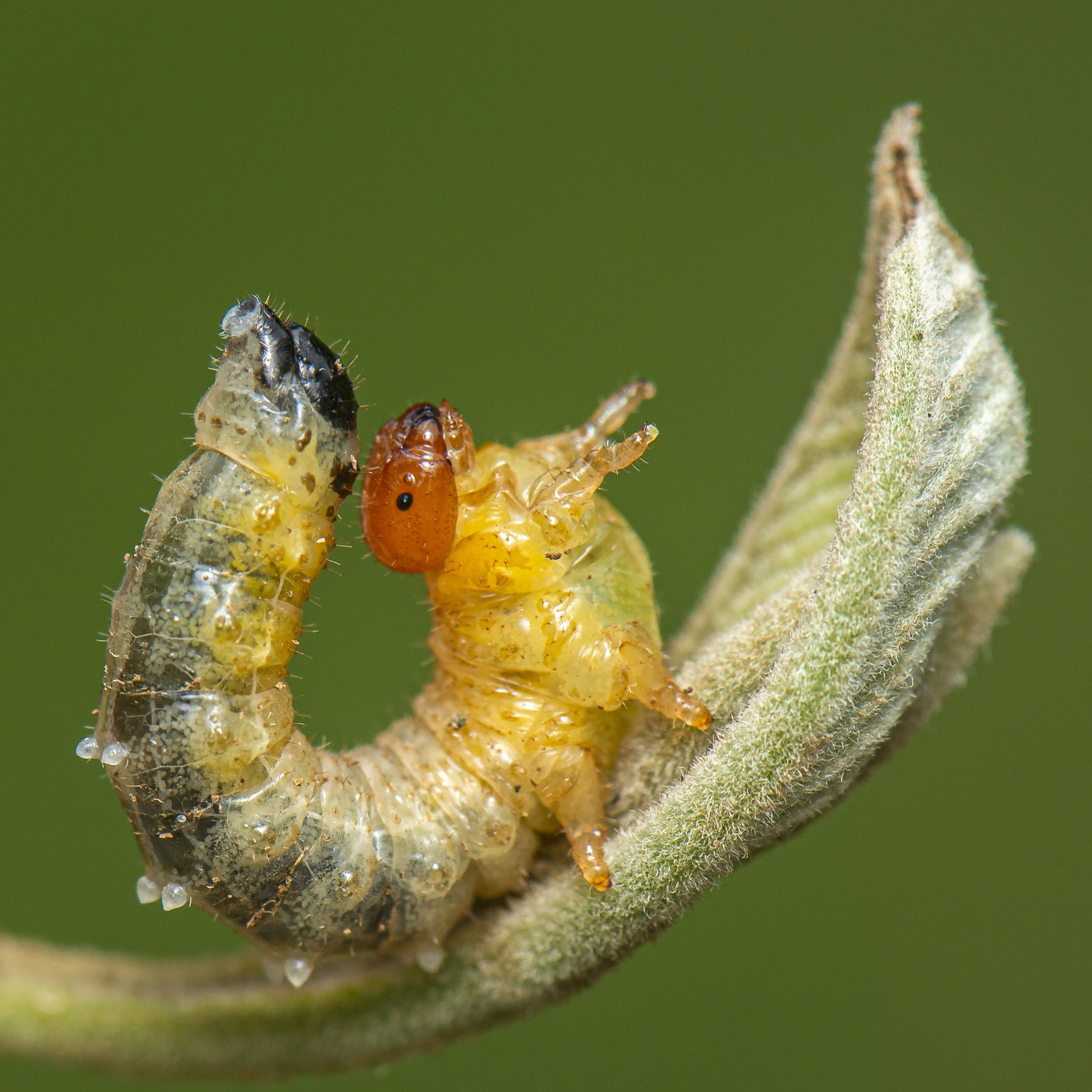 Hymenoptera - 88.JPG