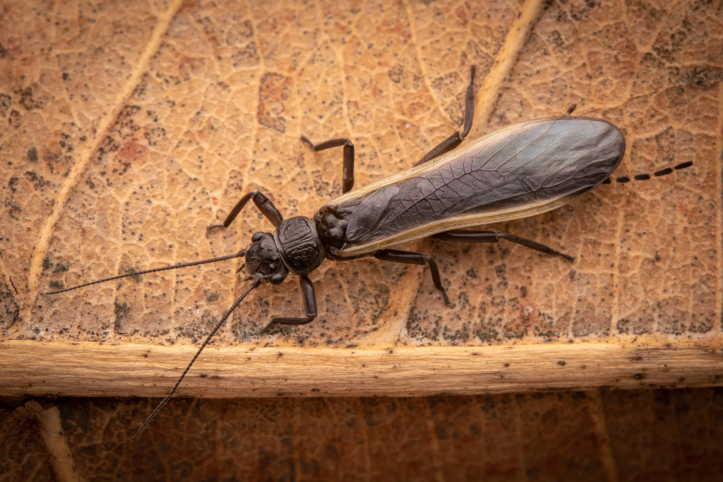 Plecoptera - 62.jpeg
