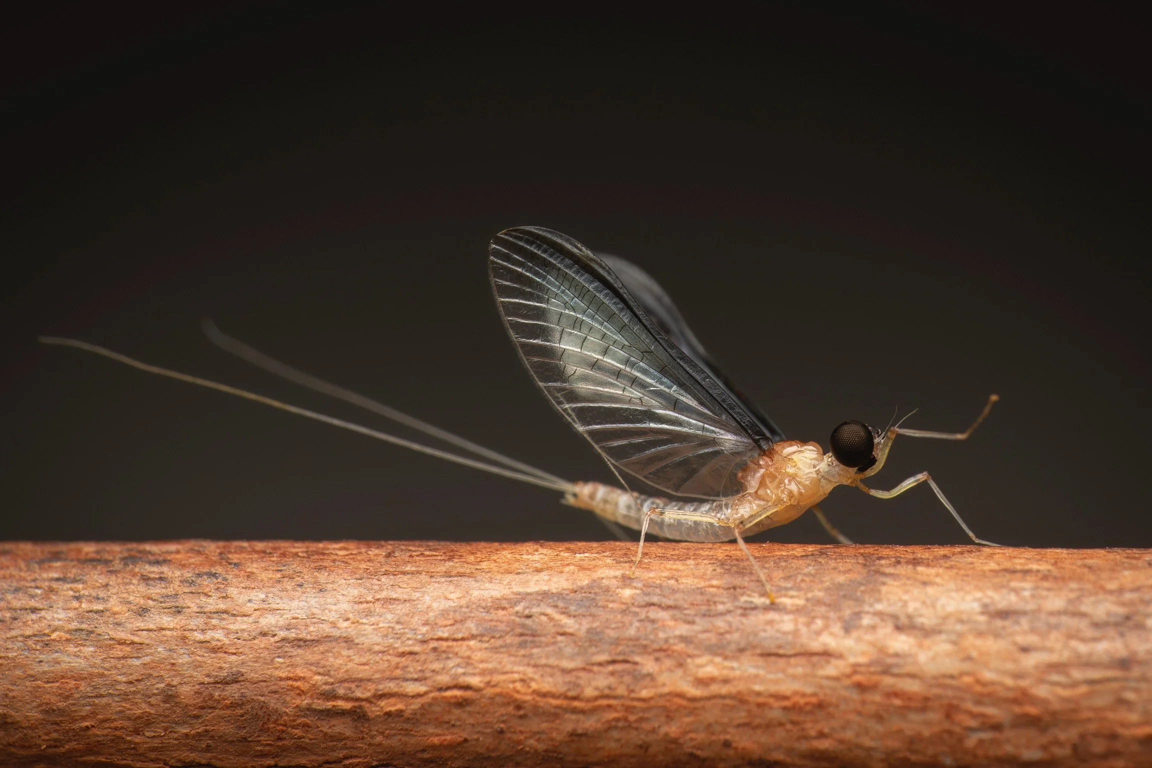 Coryphoridae - 3.jpeg