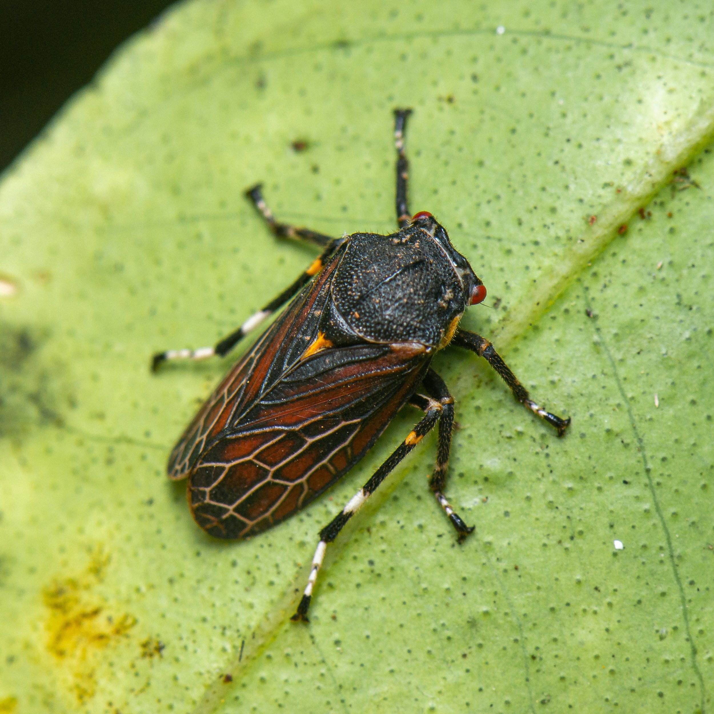 Hemiptera - 48.jpg