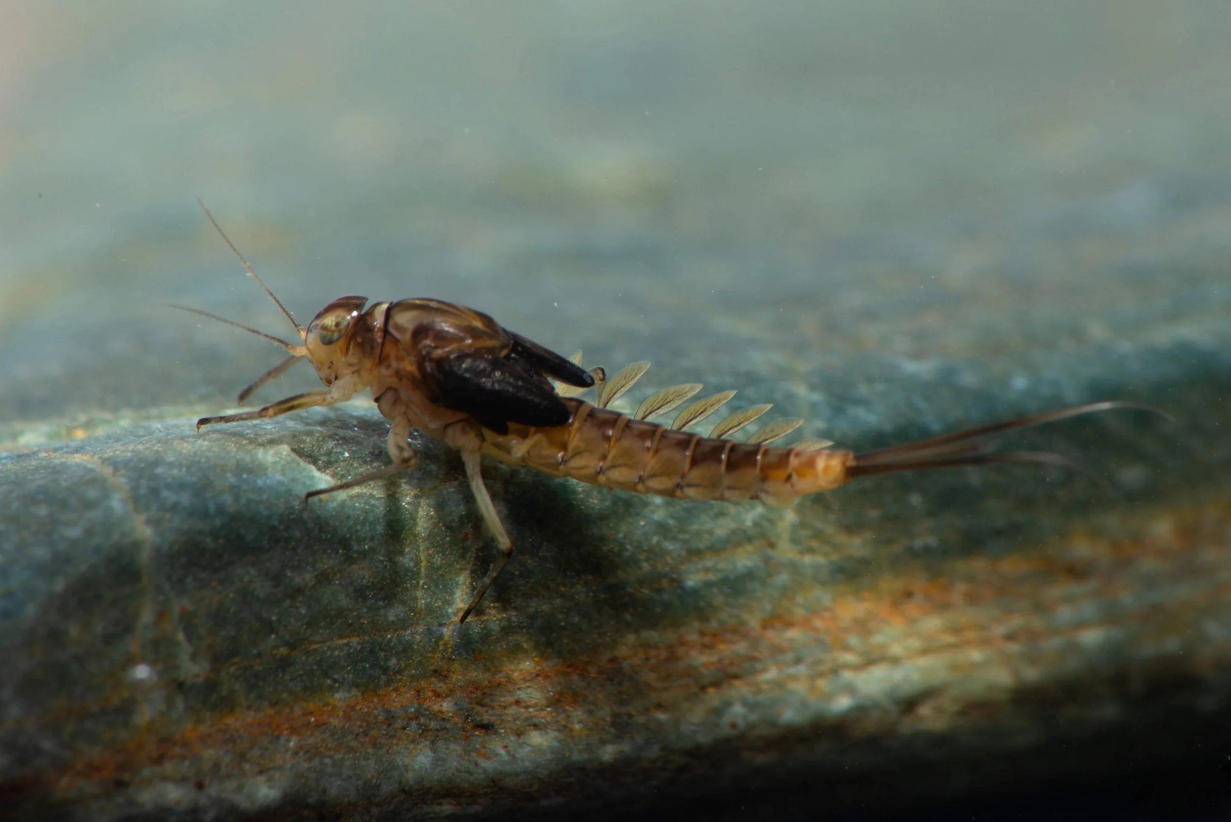Baetidae - 5 (1).jpeg