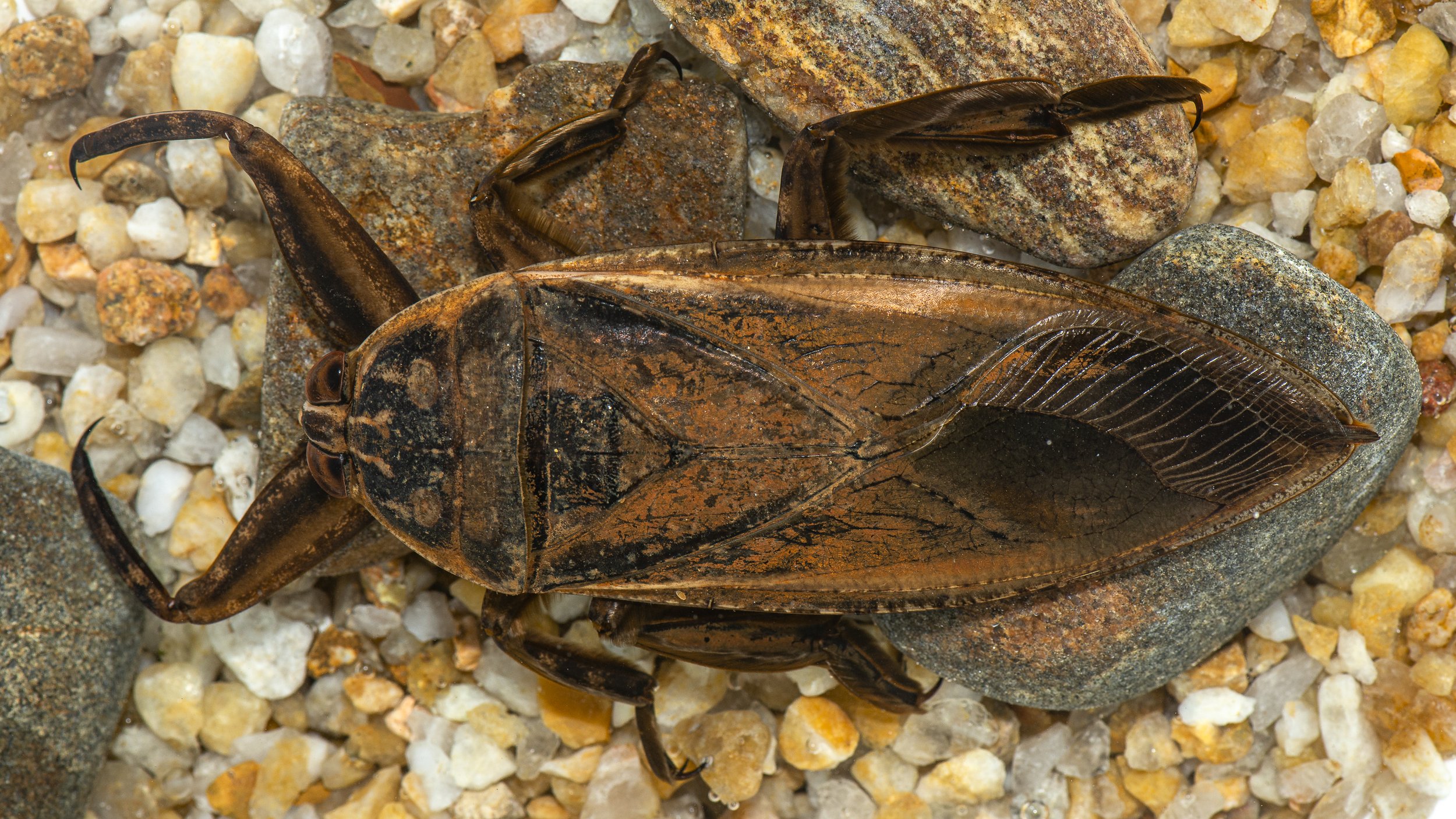 Hemiptera - 38.JPG