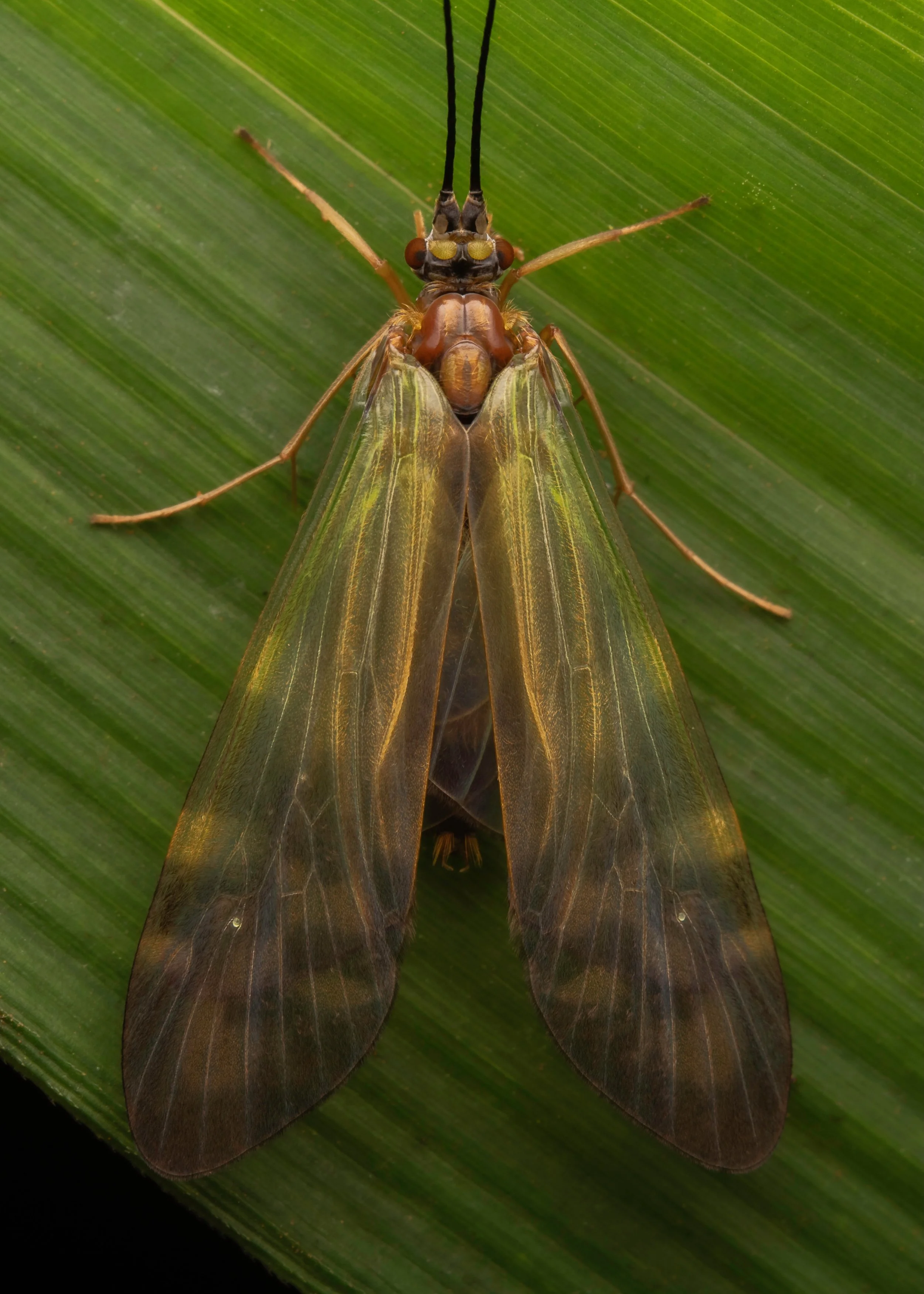 Trichoptera - 7.jpeg