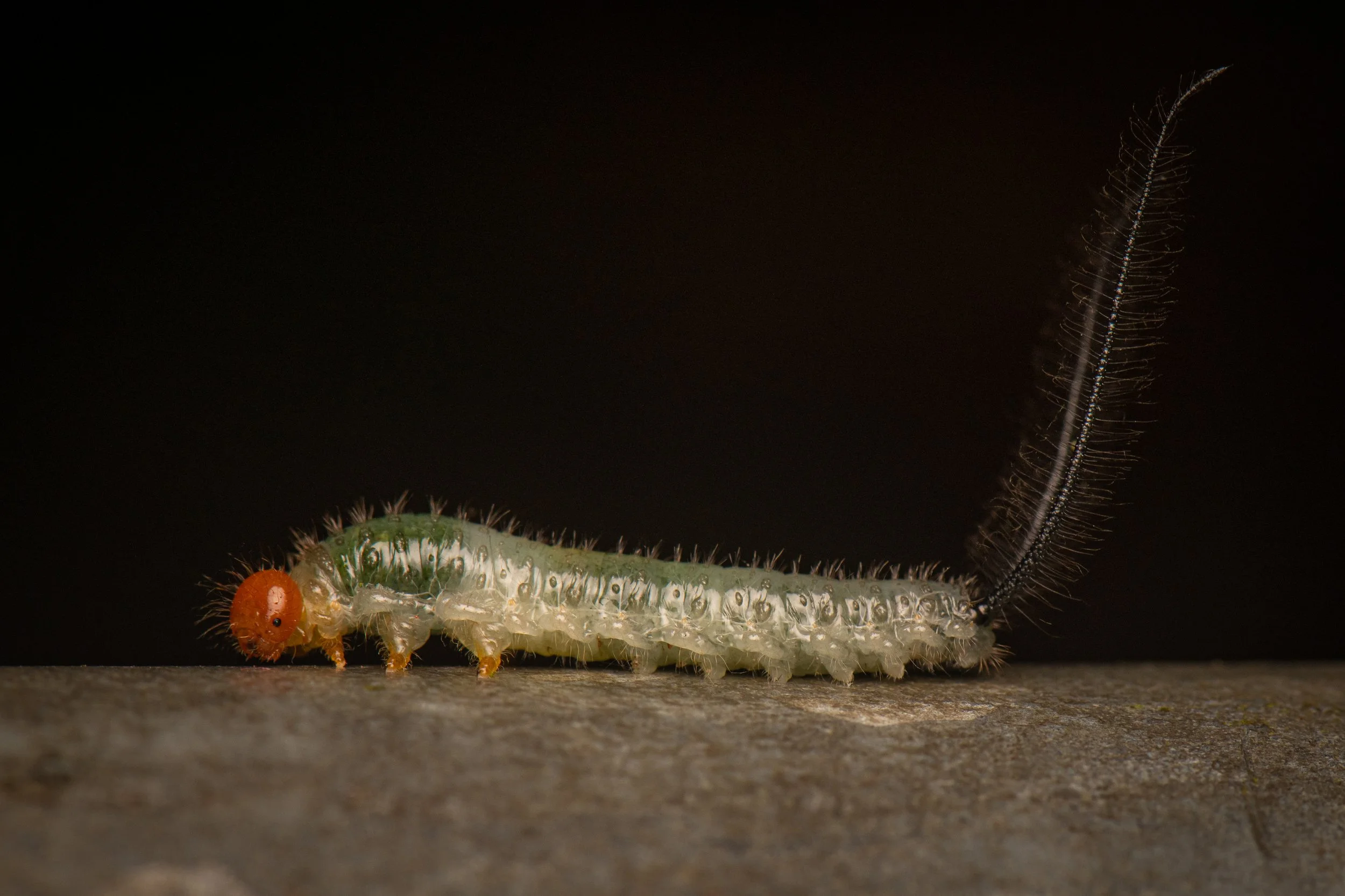 Hymenoptera - 55.jpg