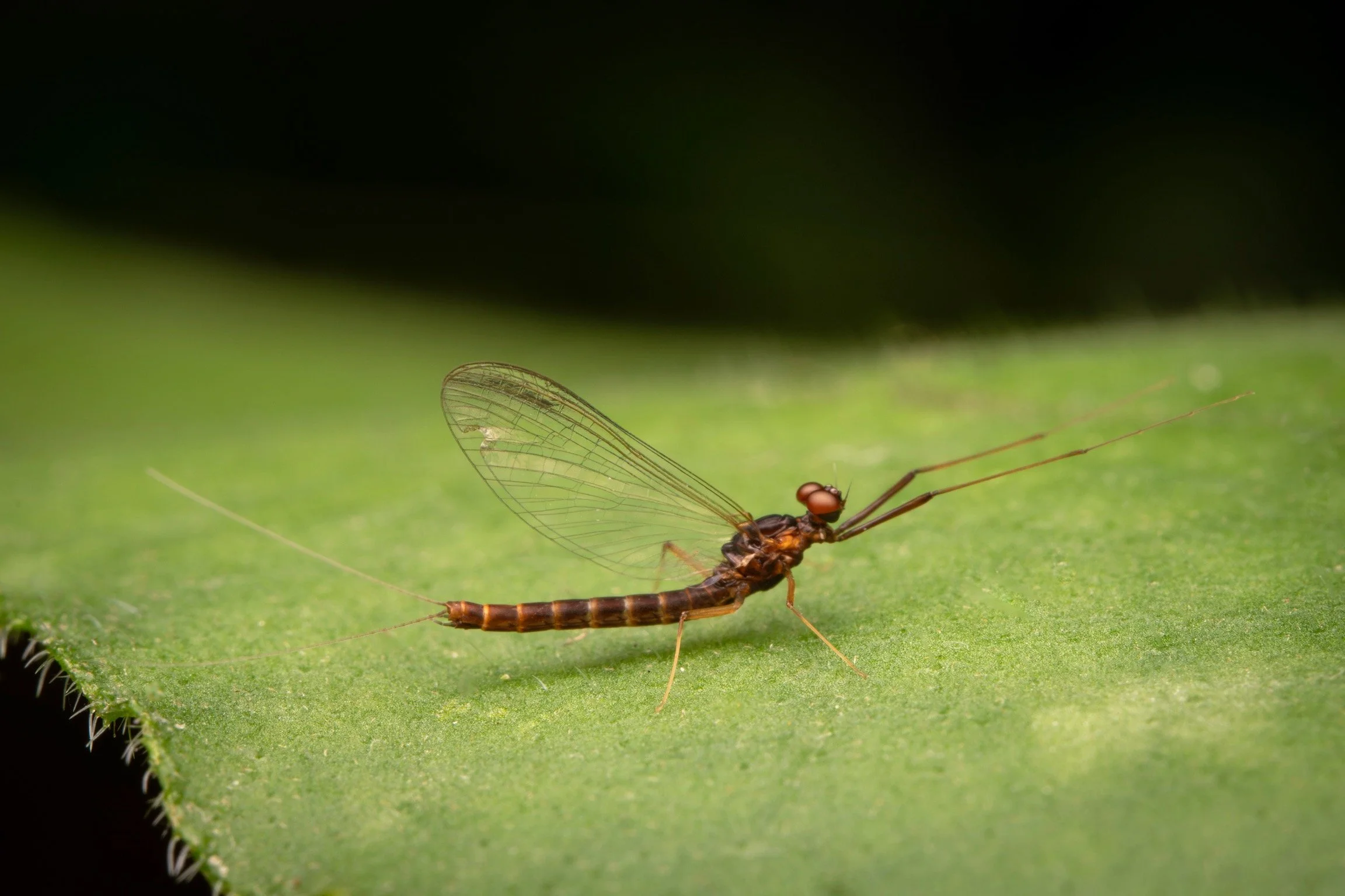 Leptophlebiidae - 62.jpeg