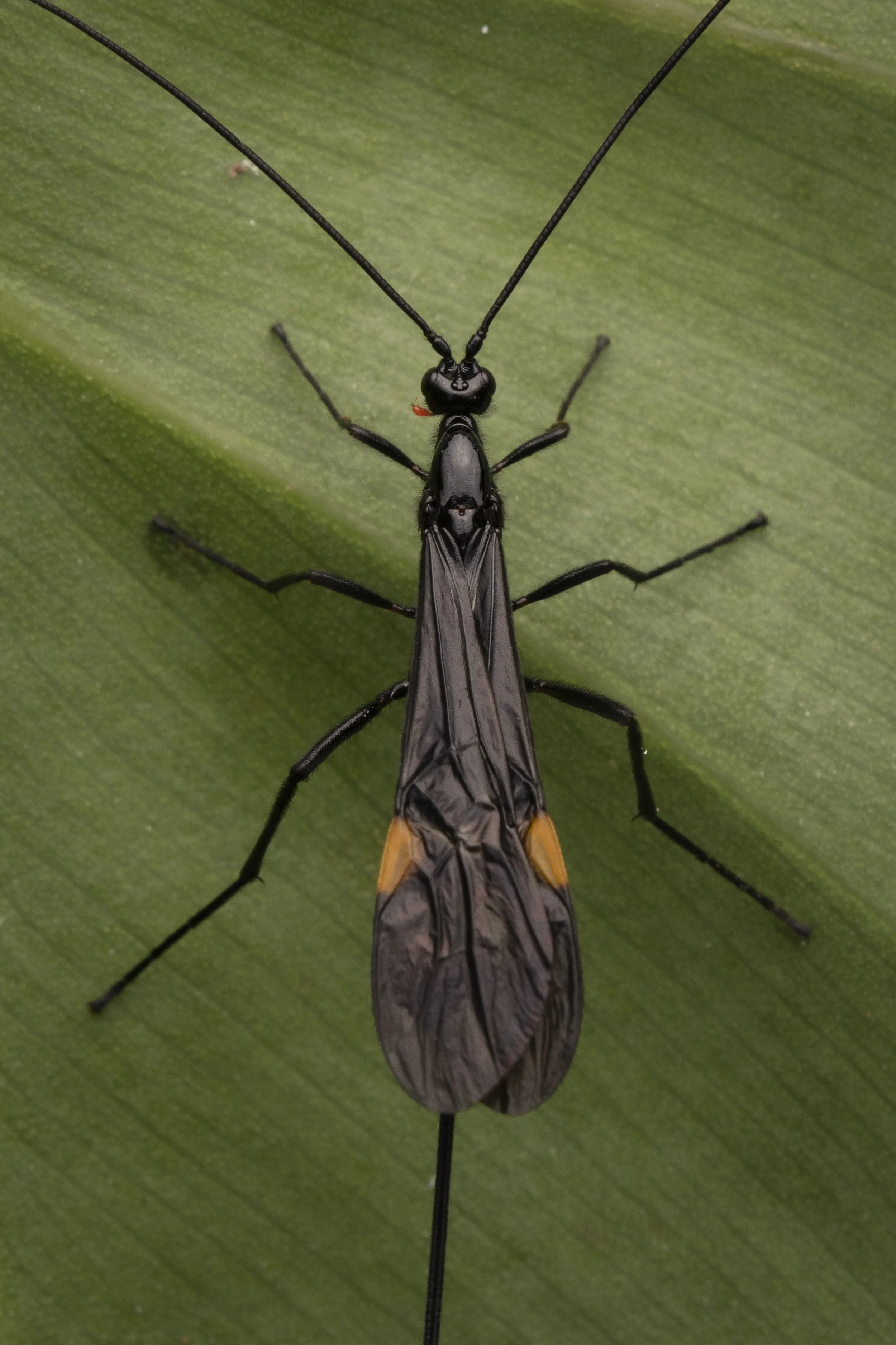 Hymenoptera - 41.jpg