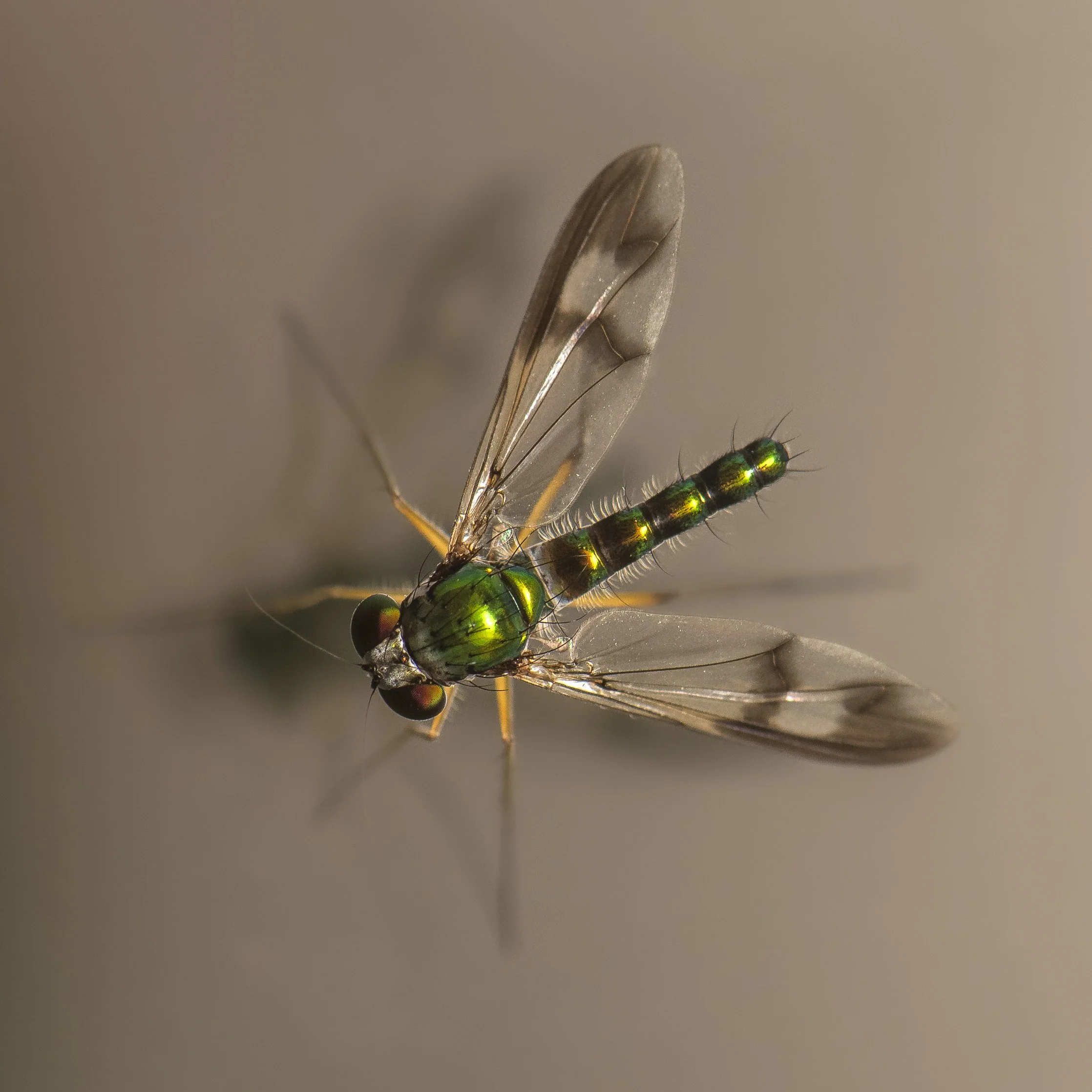 Diptera - 31.JPG