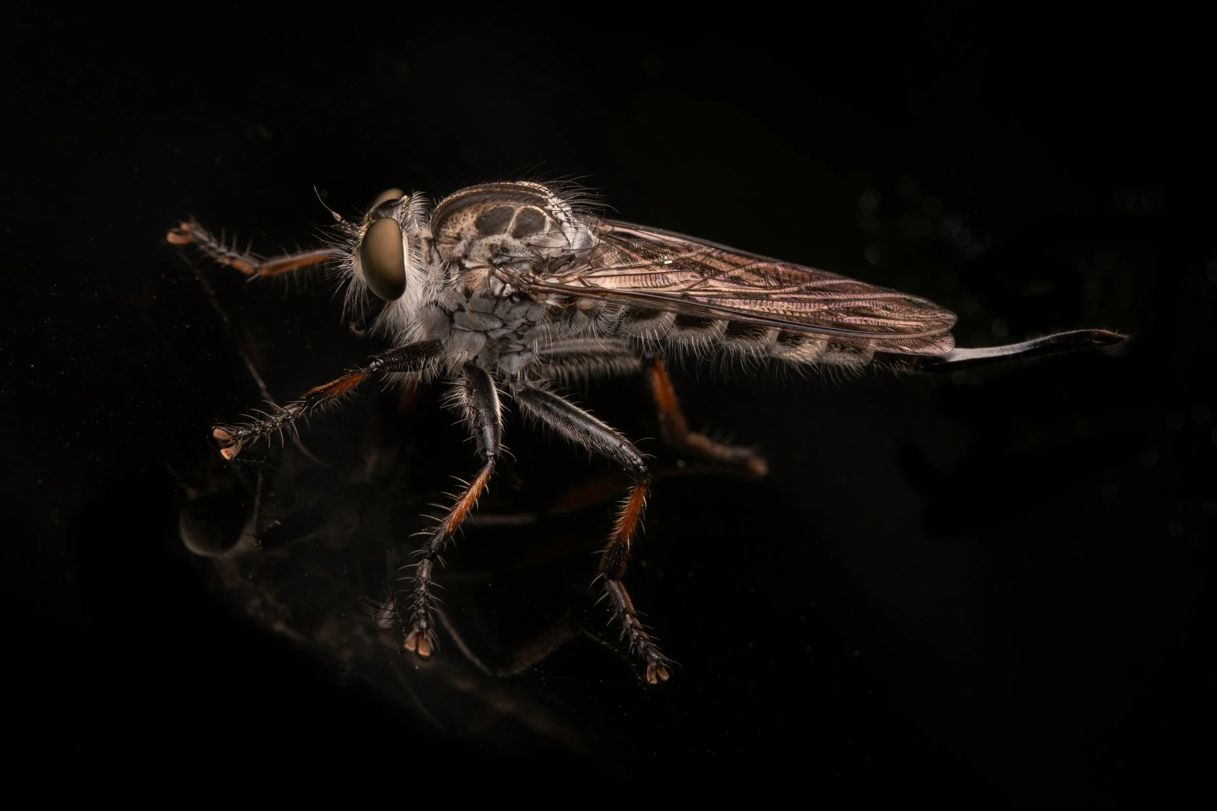 DIPTERA