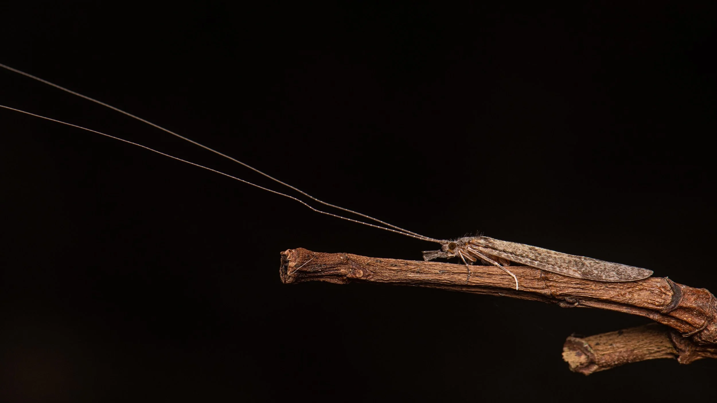 Trichoptera - 24.jpeg