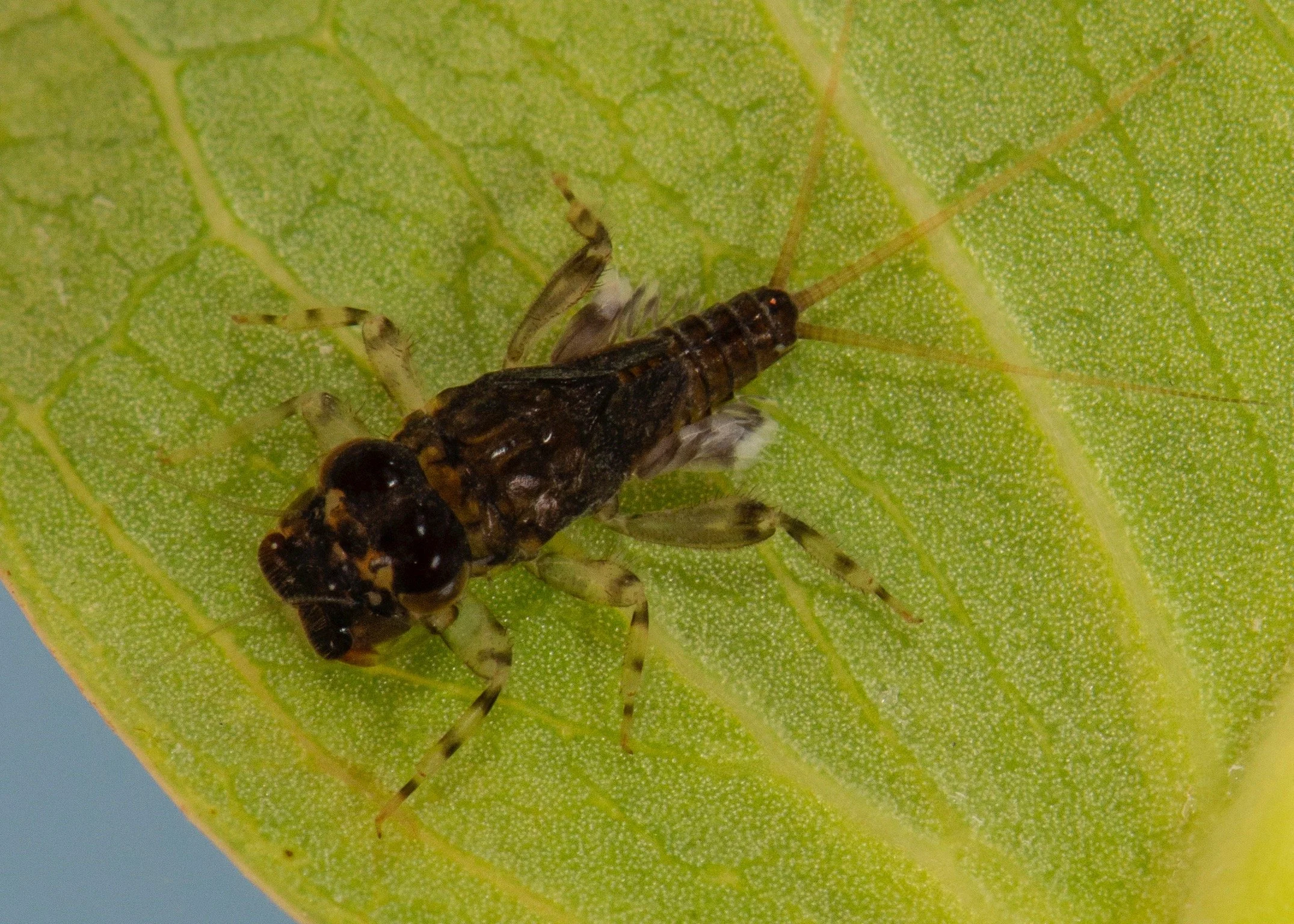 Leptophlebiidae - 12.jpeg