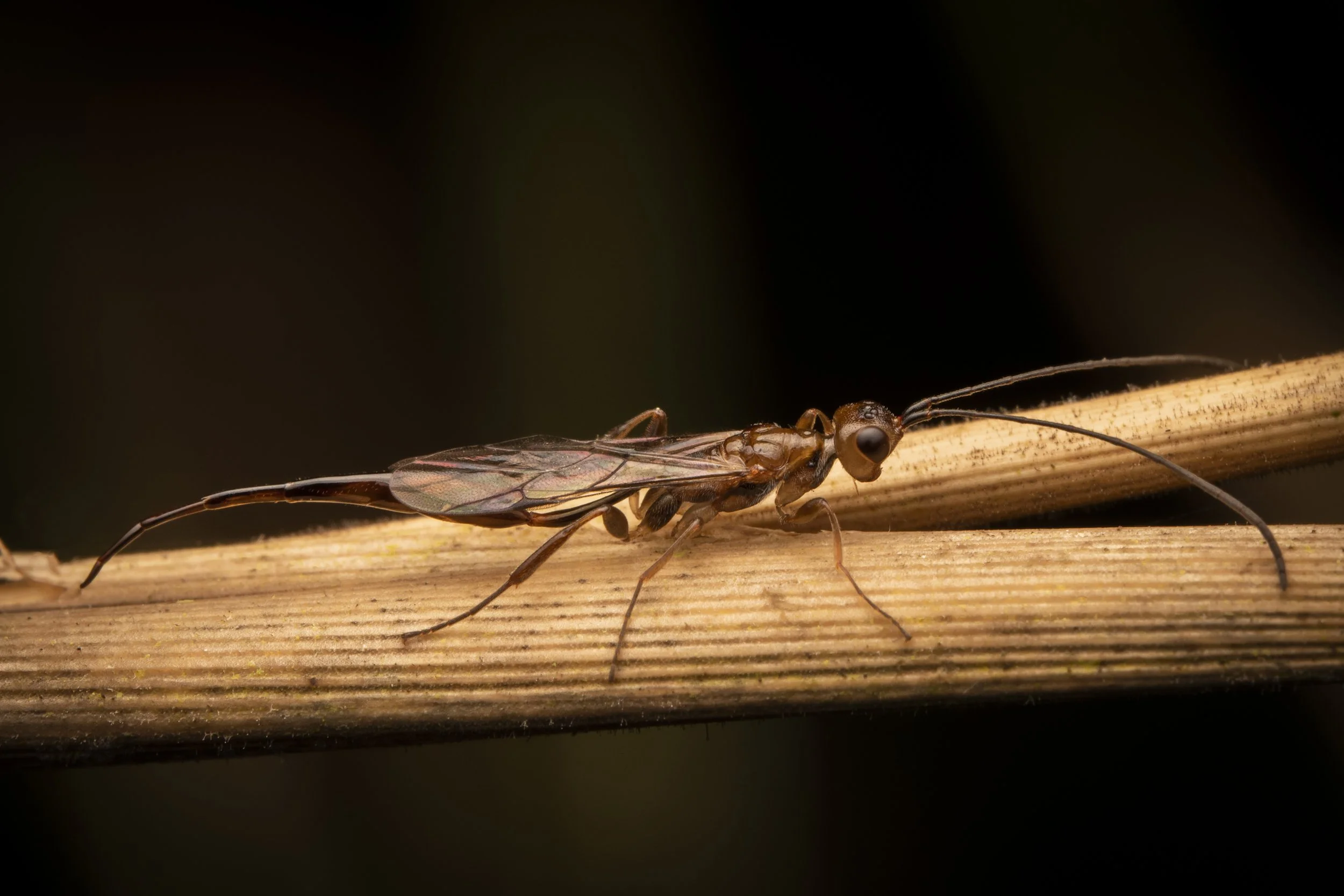 Hymenoptera - 25.jpg