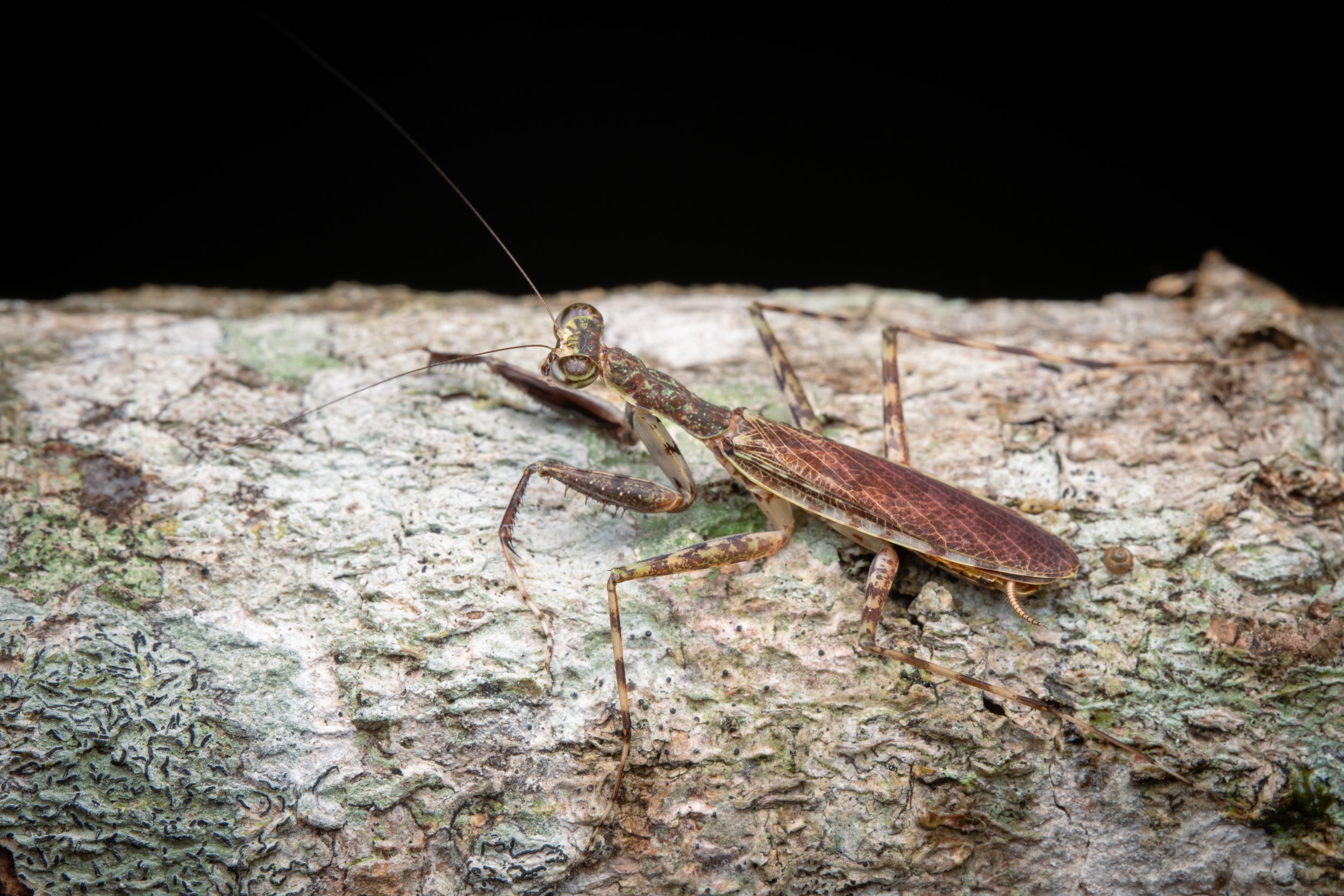 Mantodea - 7.jpg