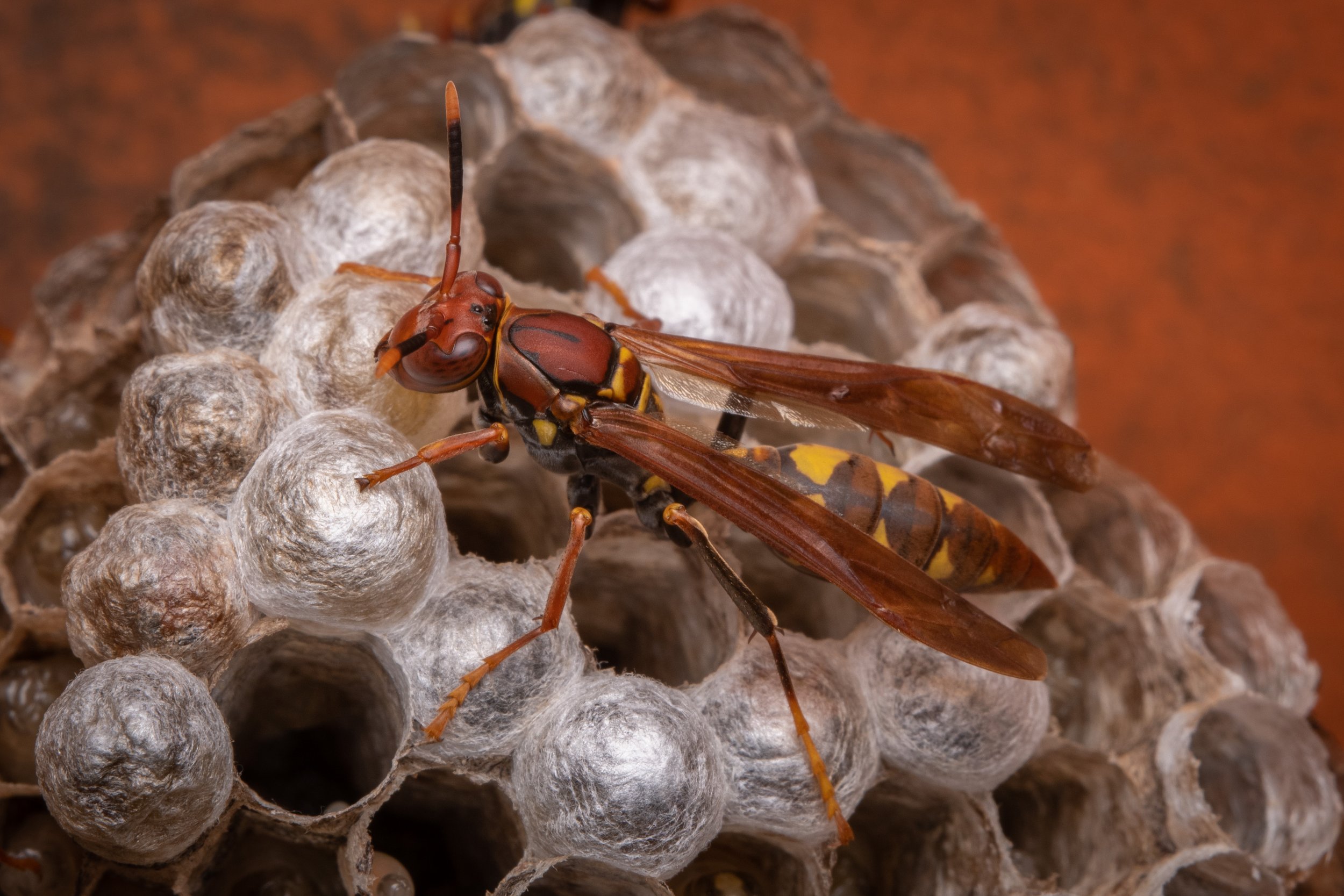 Hymenoptera - 35.jpeg