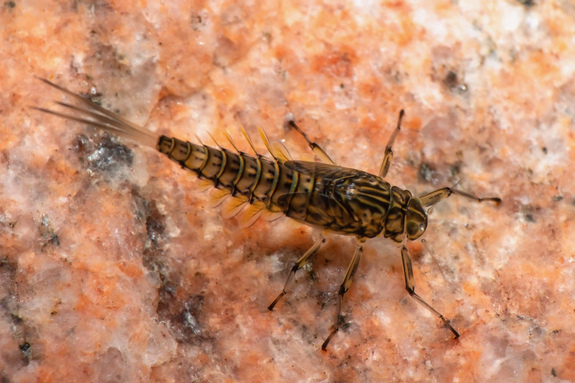 Baetidae - 19 (1).jpeg