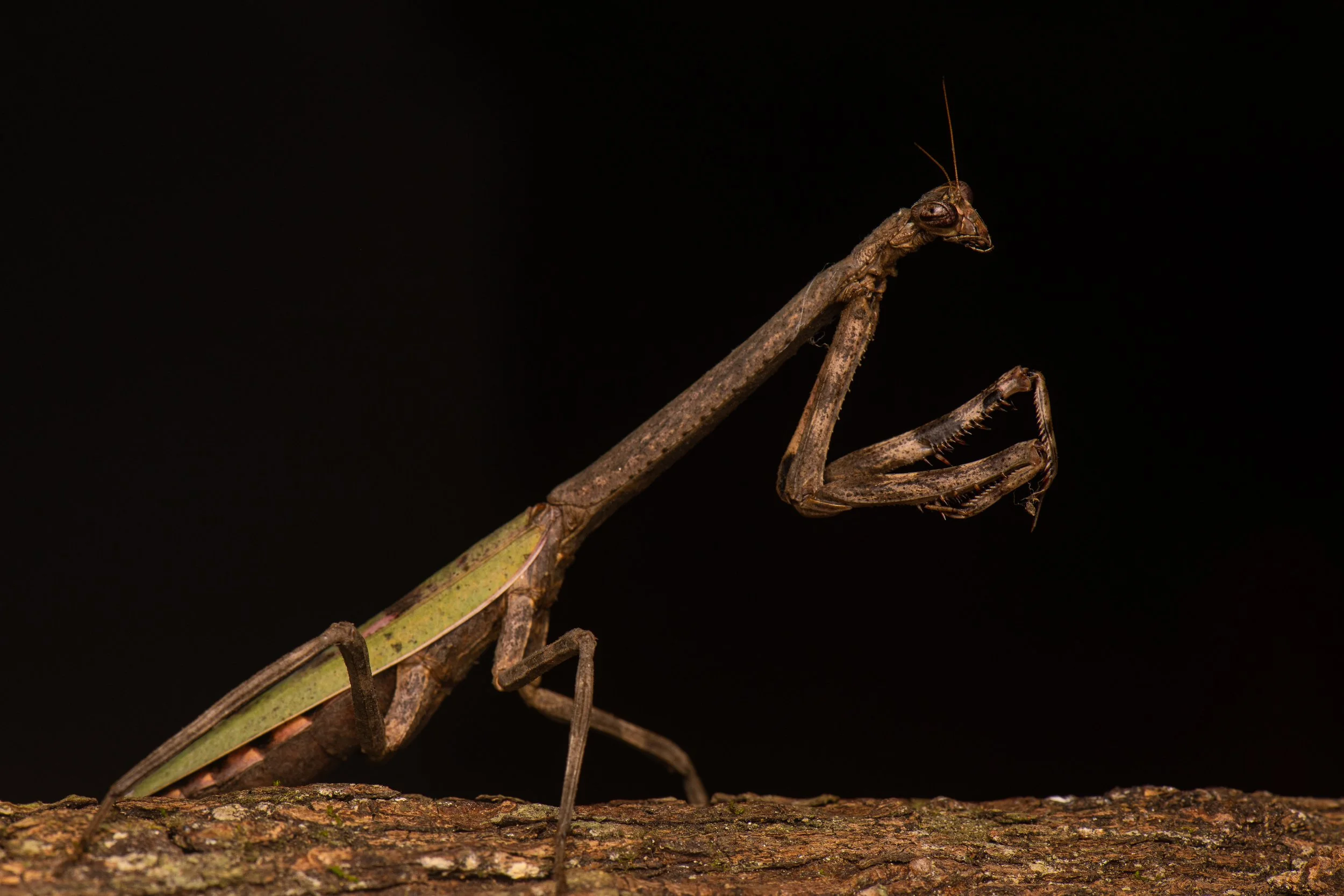 Mantodea - 38.jpg